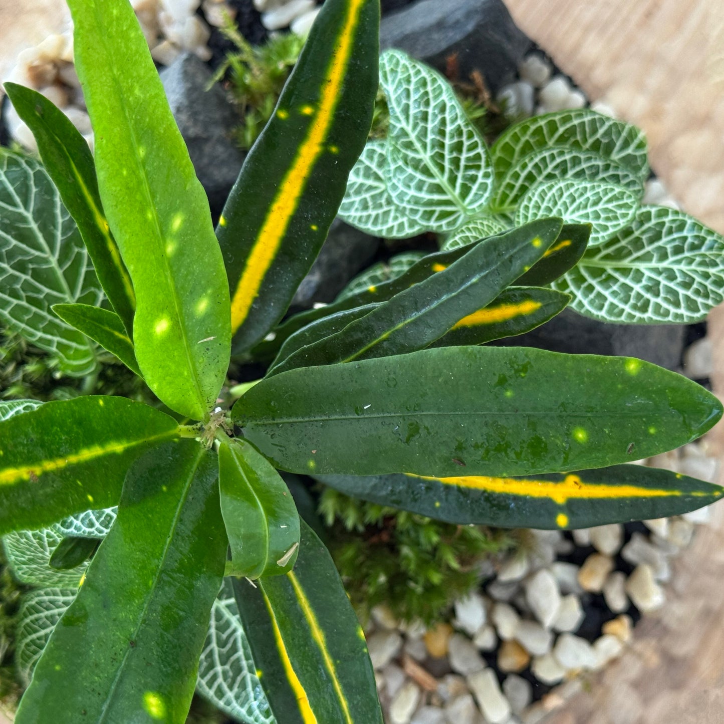 Flaschengarten DIY Set No49 - Codiaeum 'Sunny Star' x Fittonia 'Mini White'