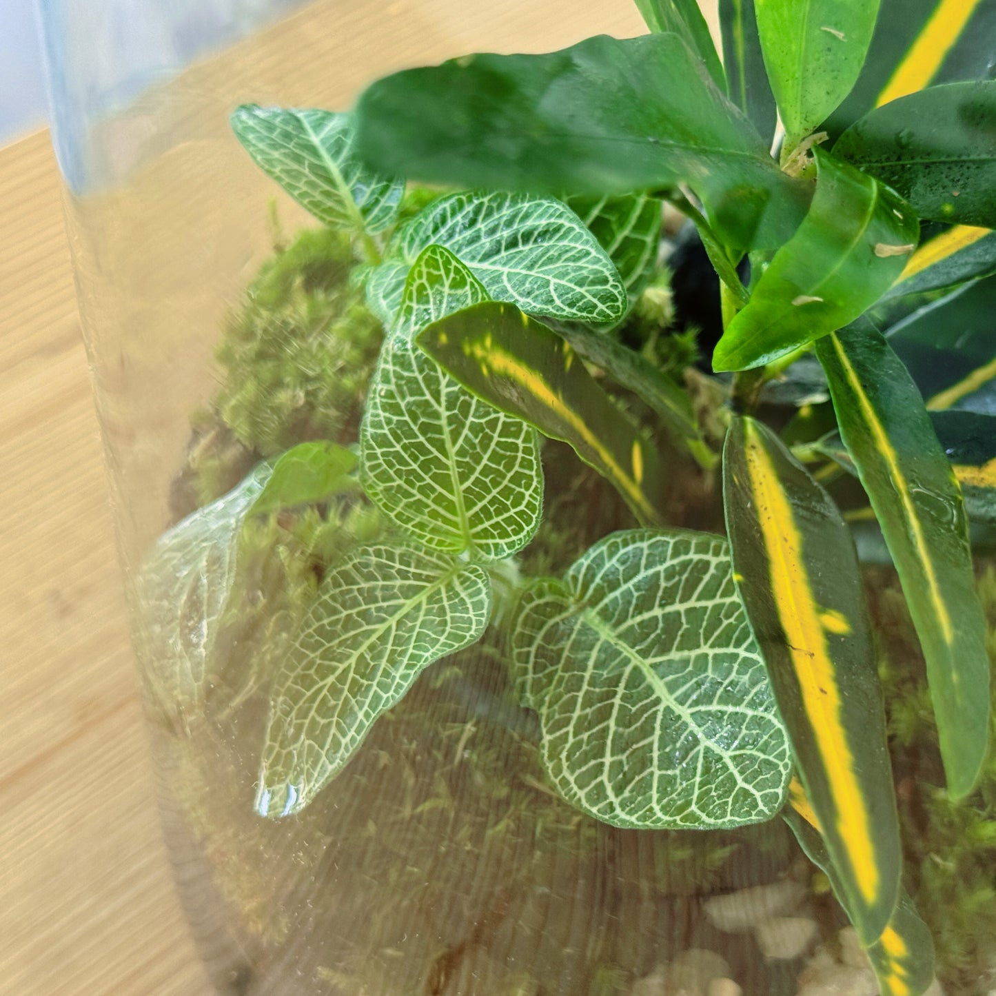 Flaschengarten DIY Set No49 - Codiaeum 'Sunny Star' x Fittonia 'Mini White'
