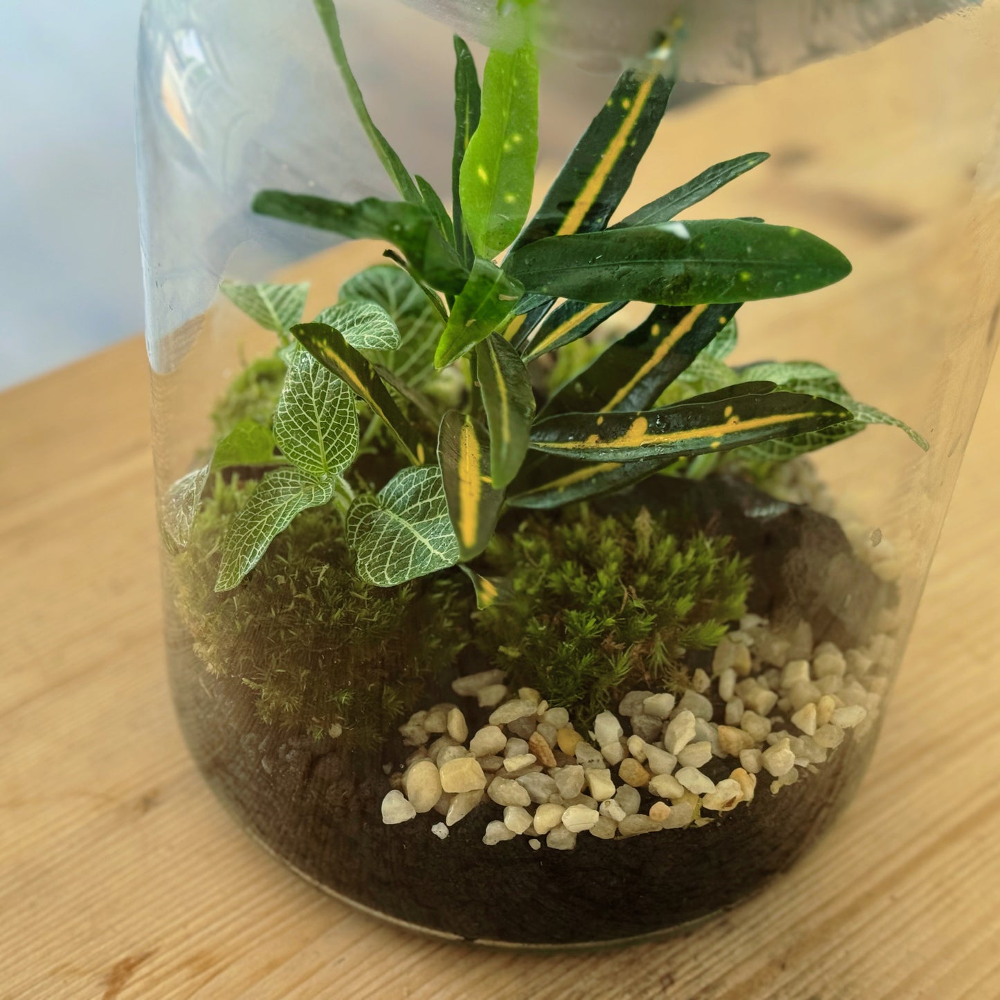 Flaschengarten DIY Set No49 - Codiaeum 'Sunny Star' x Fittonia 'Mini White'