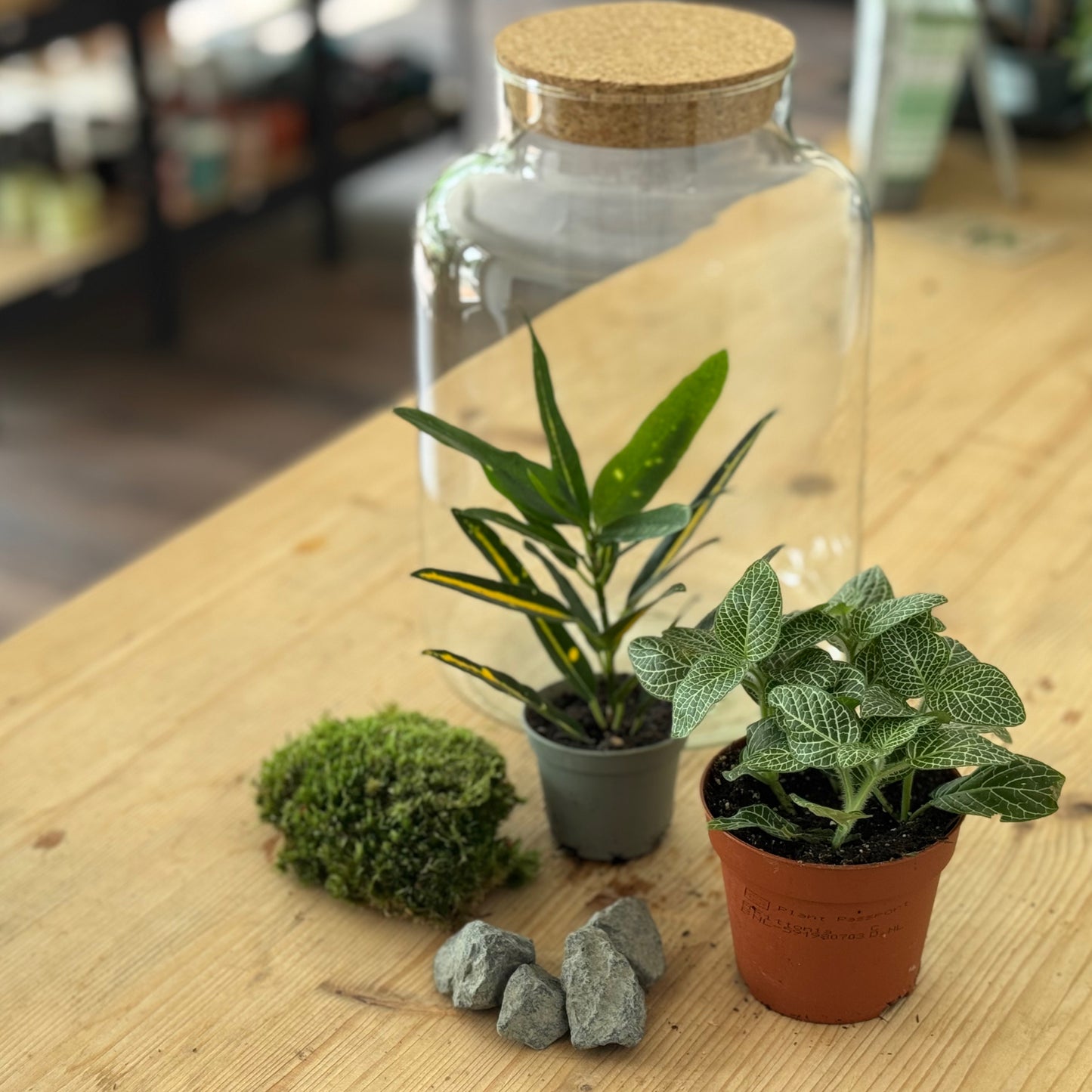 Flaschengarten DIY Set No49 - Codiaeum 'Sunny Star' x Fittonia 'Mini White'