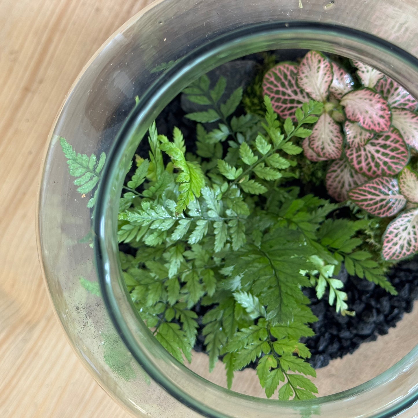 Flaschengarten DIY Set No51 - Polystichum tsus-simense x Fittonia 'Pink Tiger'