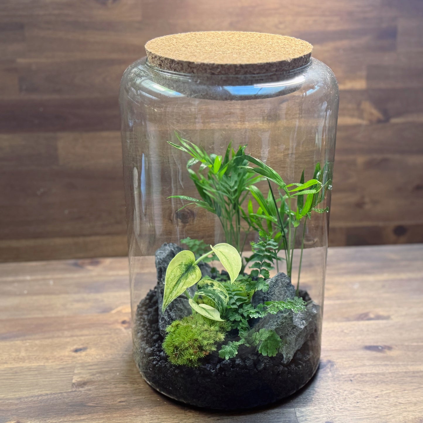 Rarität - Flaschengarten DIY Set No54 - Scindapsus 'Mayari Variegata' x Adiantum hispidulum x Chamaedorea elegans