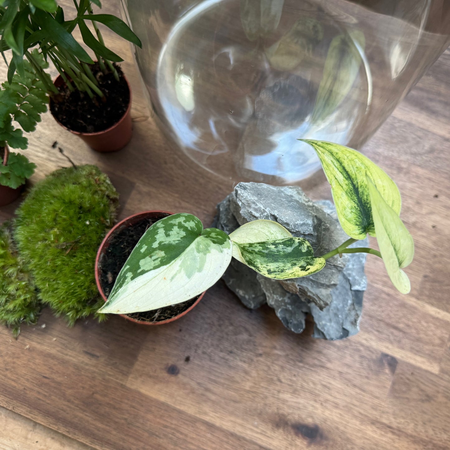 Rarität - Flaschengarten DIY Set No54 - Scindapsus 'Mayari Variegata' x Adiantum hispidulum x Chamaedorea elegans