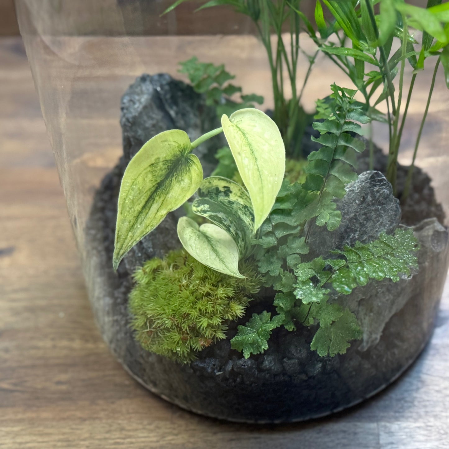 Rarität - Flaschengarten DIY Set No54 - Scindapsus 'Mayari Variegata' x Adiantum hispidulum x Chamaedorea elegans