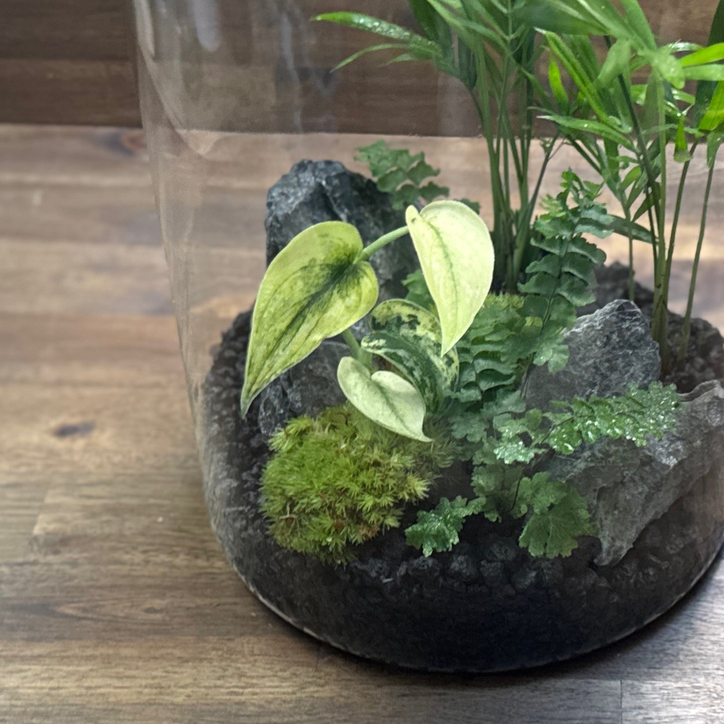 Rarität - Flaschengarten DIY Set No54 - Scindapsus 'Mayari Variegata' x Adiantum hispidulum x Chamaedorea elegans