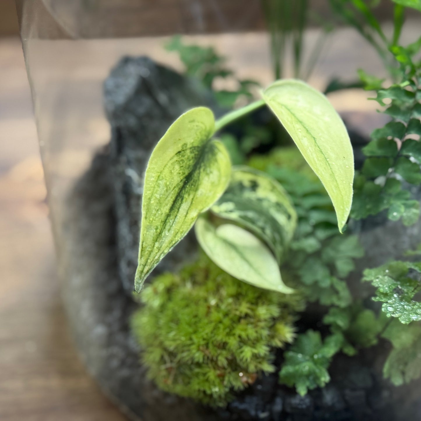 Rarität - Flaschengarten DIY Set No54 - Scindapsus 'Mayari Variegata' x Adiantum hispidulum x Chamaedorea elegans