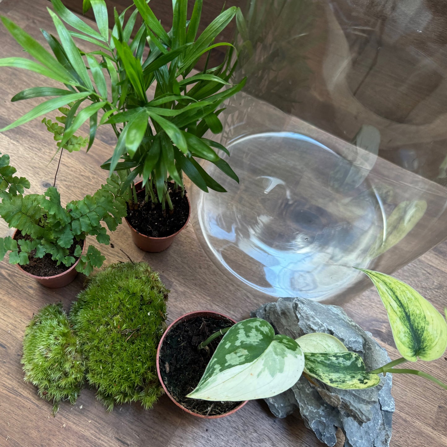 Rarität - Flaschengarten DIY Set No54 - Scindapsus 'Mayari Variegata' x Adiantum hispidulum x Chamaedorea elegans