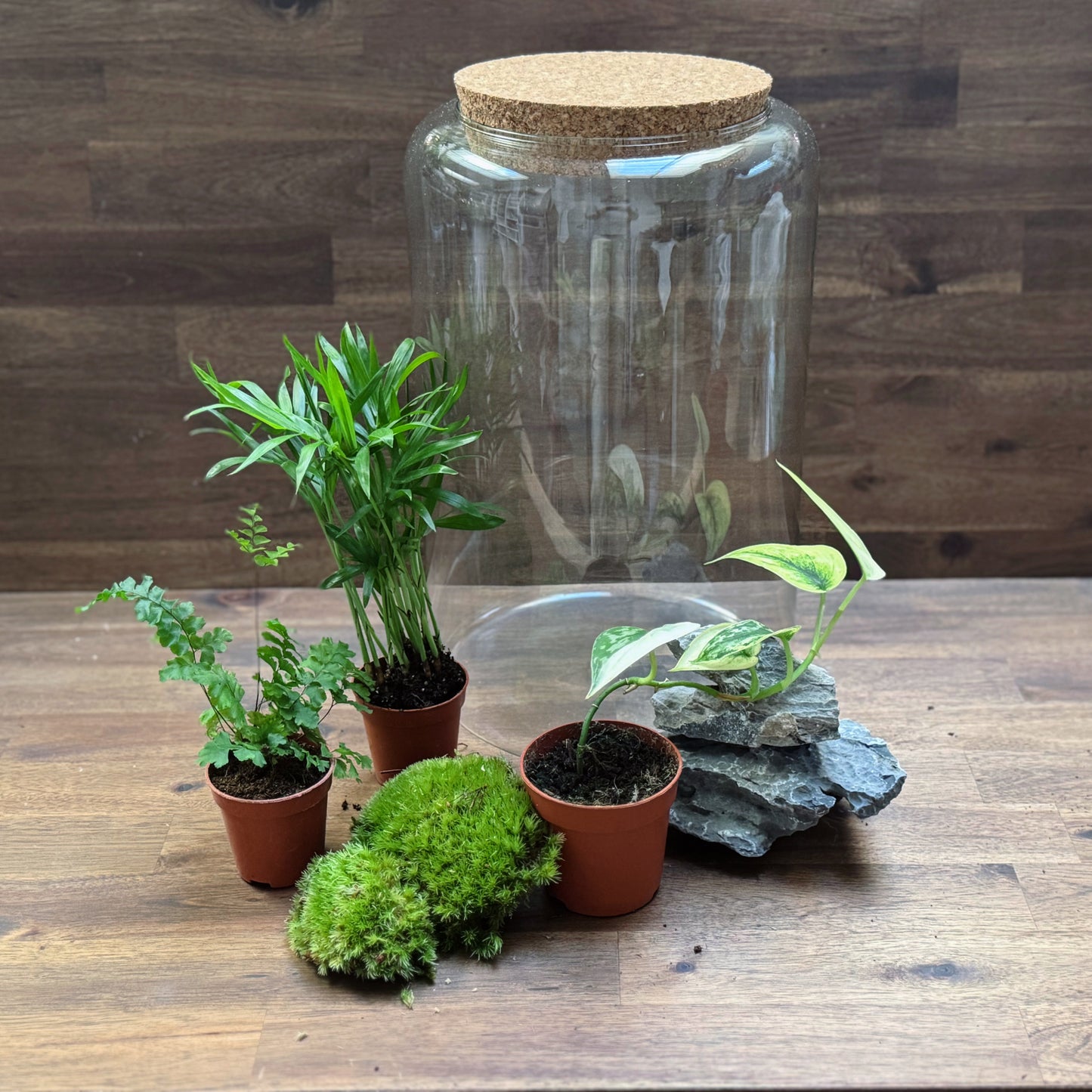 Rarität - Flaschengarten DIY Set No54 - Scindapsus 'Mayari Variegata' x Adiantum hispidulum x Chamaedorea elegans