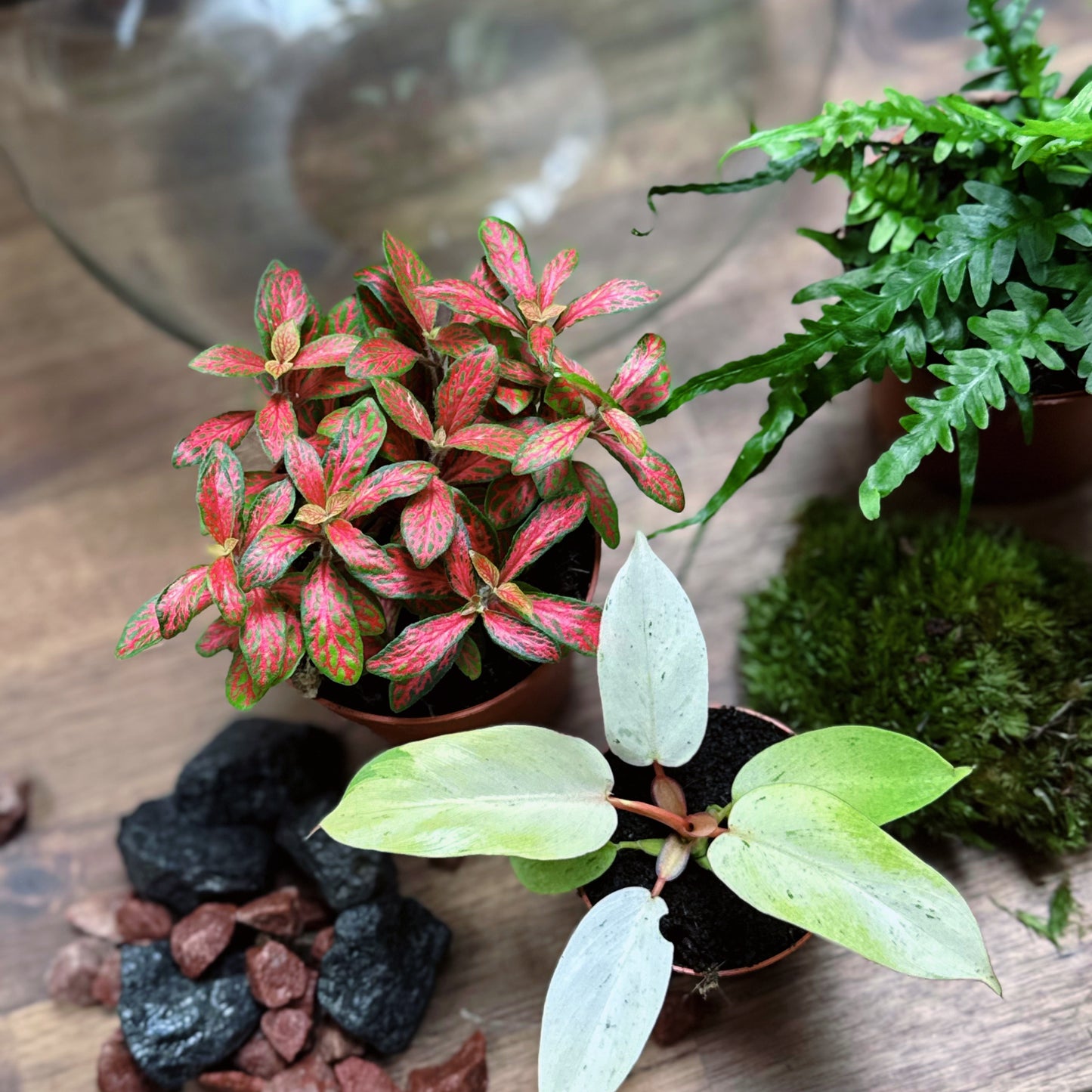 Flaschengarten DIY Set No56 - Philodendron 'Snowdrift' x Fittonia 'Skeleton' x Asplenium ebenoides