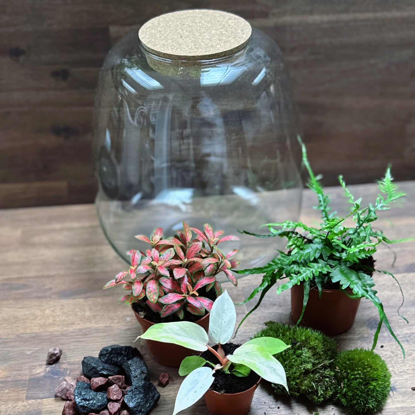 Flaschengarten DIY Set No56 - Philodendron 'Snowdrift' x Fittonia 'Skeleton' x Asplenium ebenoides