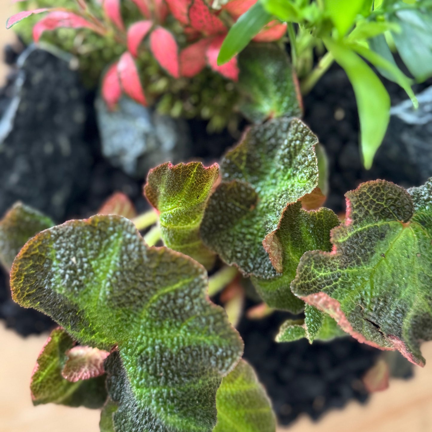 Flaschengarten DIY Set No57 - Begonia solimutata x Fittonia 'Forest Flame' x Chamaedorea elegans