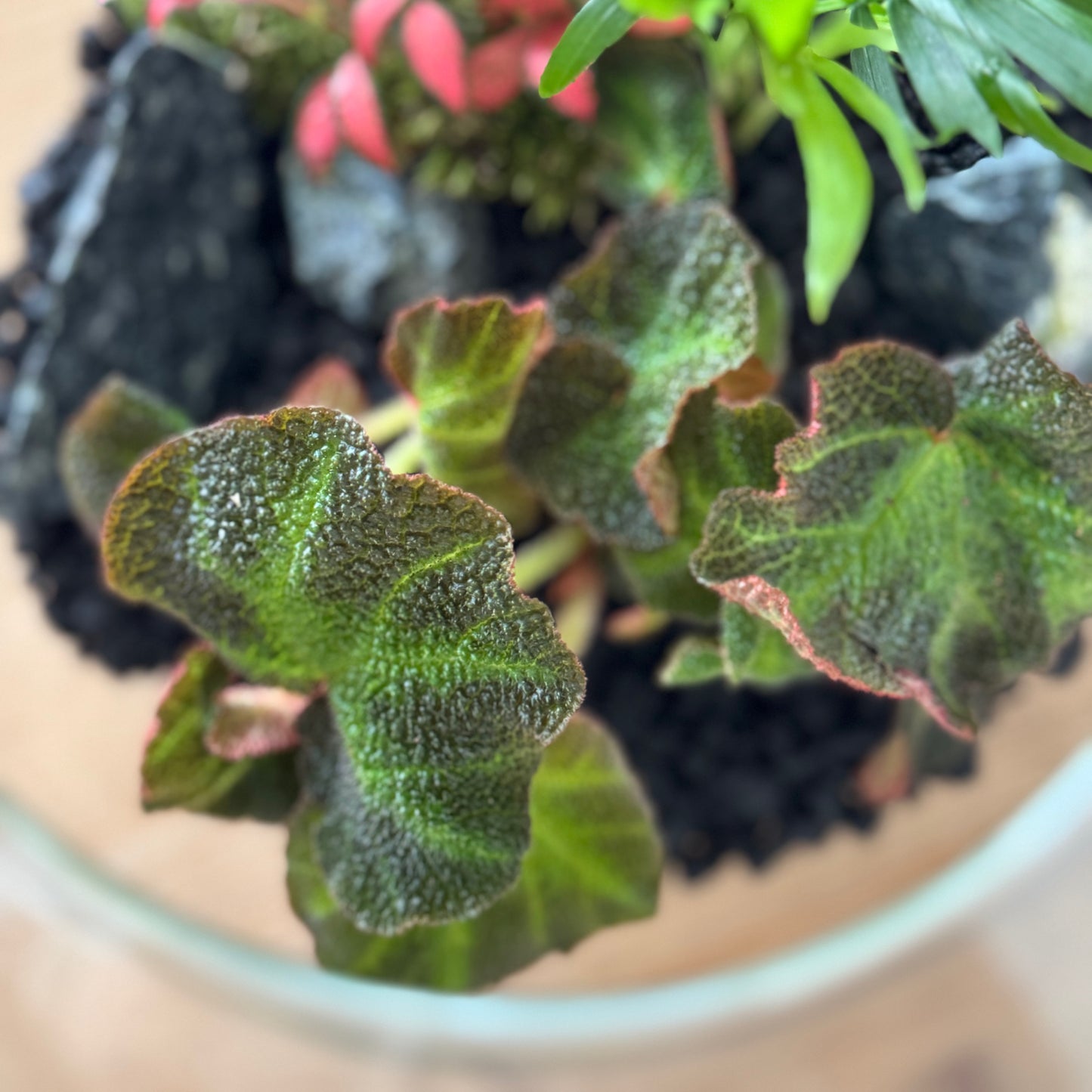 Flaschengarten DIY Set No57 - Begonia solimutata x Fittonia 'Forest Flame' x Chamaedorea elegans