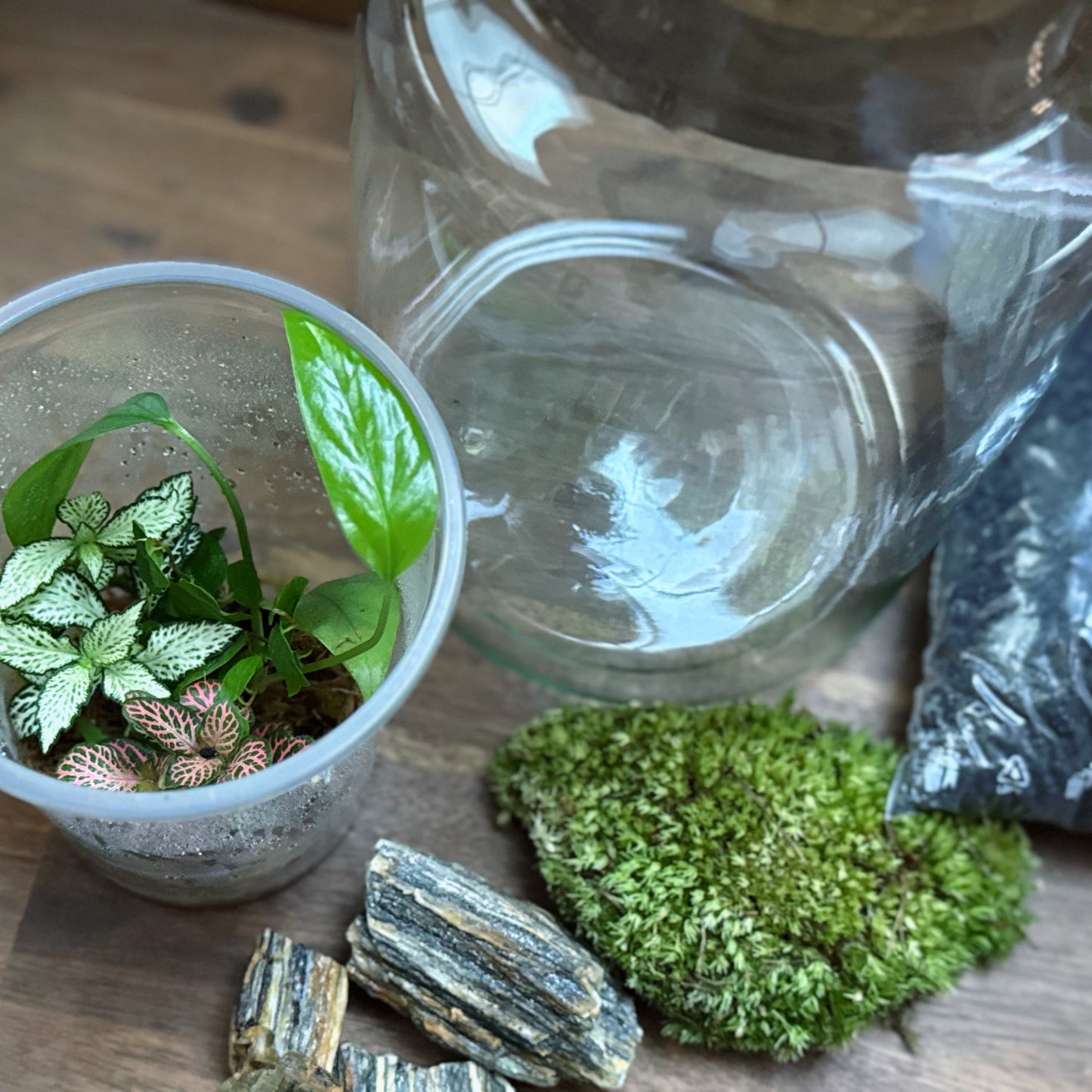 Flaschengarten DIY Set No58 Easy Steckling-Set Epipremnum X Fittonia X Ficus pumila