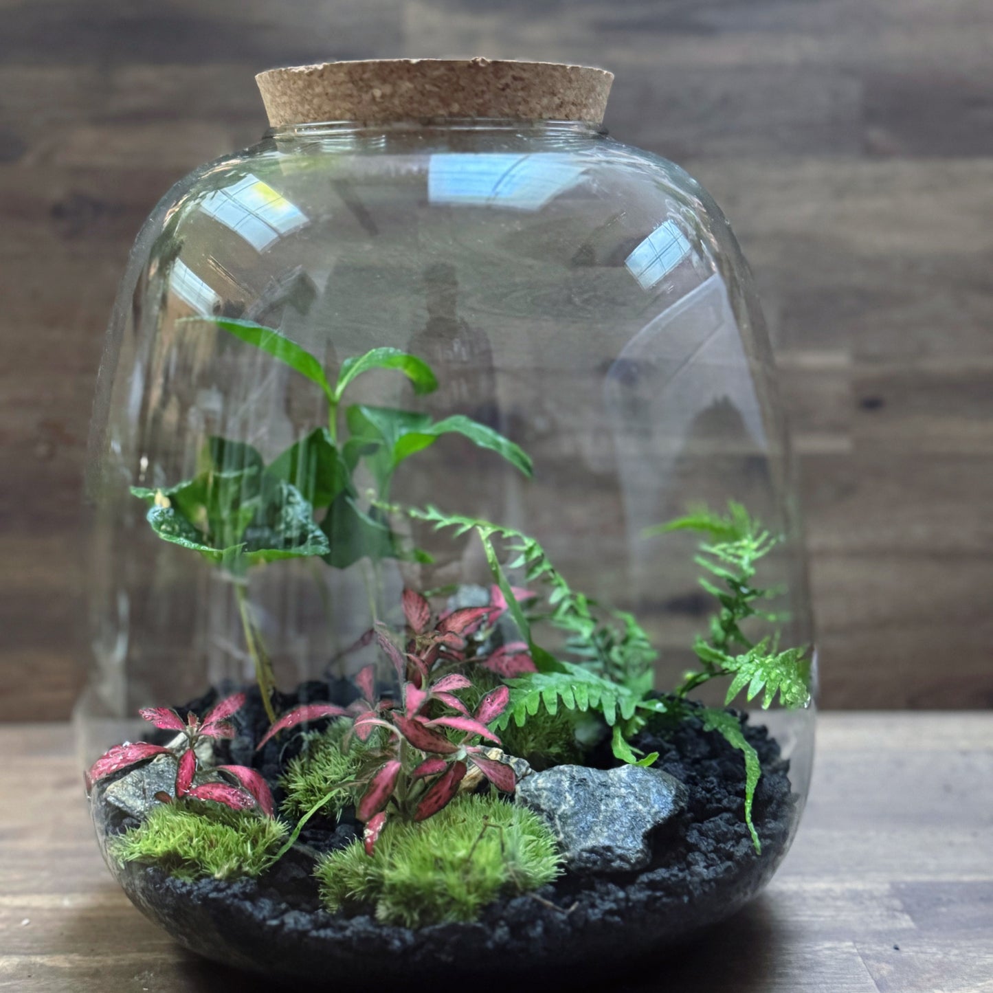 Flaschengarten DIY Set No61 - Asplenium ebenoides x Fittonia 'Forest Flame' x Coffea arabica