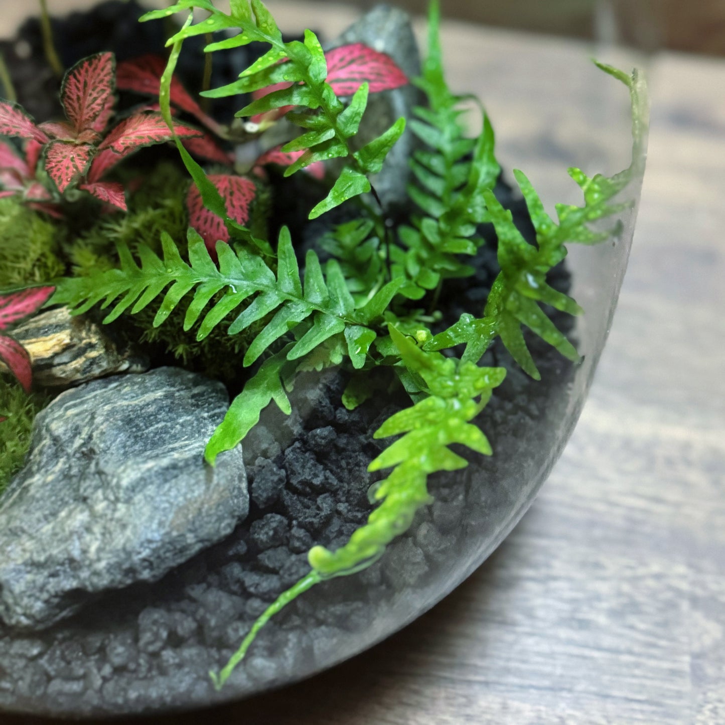 Flaschengarten DIY Set No61 - Asplenium ebenoides x Fittonia 'Forest Flame' x Coffea arabica