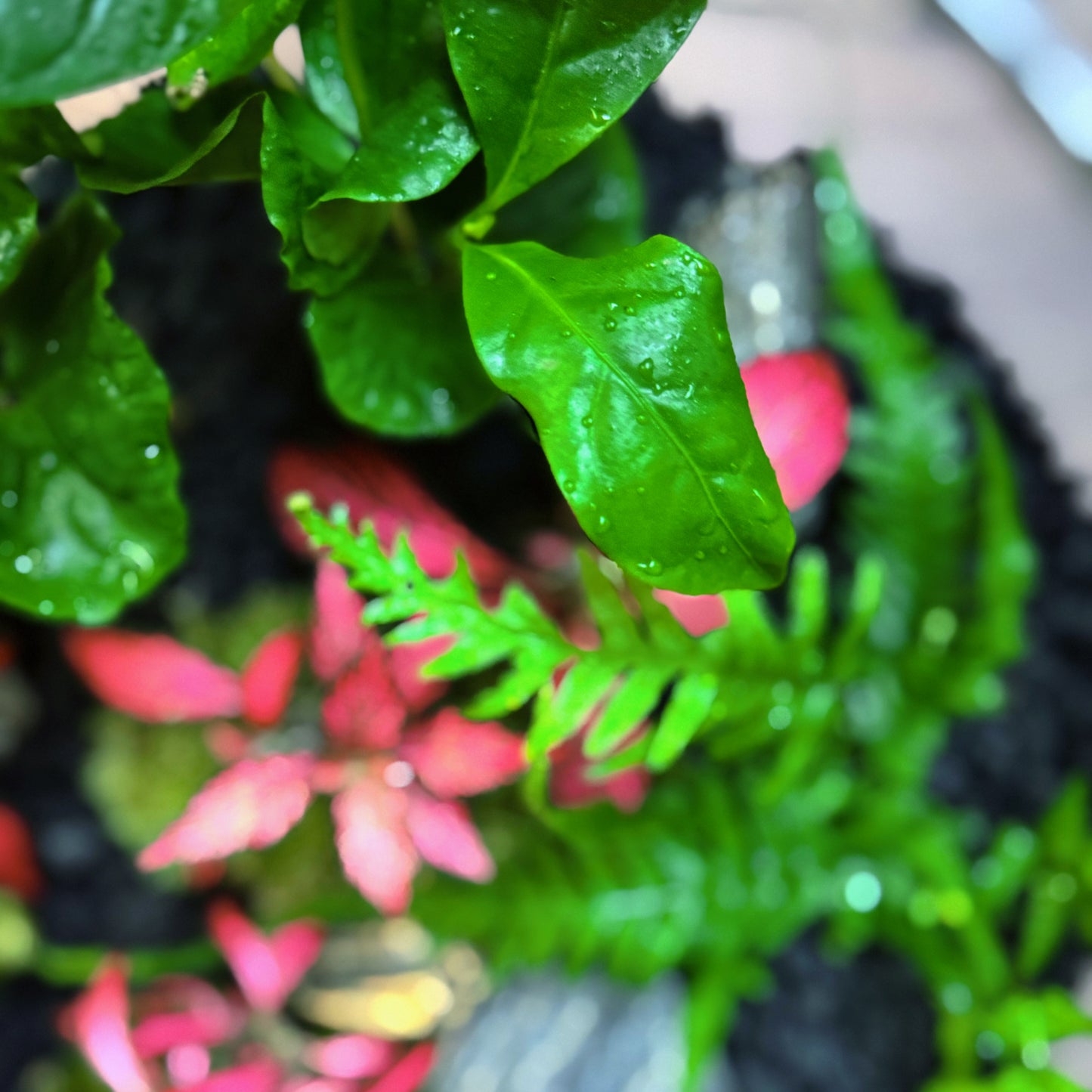 Flaschengarten DIY Set No61 - Asplenium ebenoides x Fittonia 'Forest Flame' x Coffea arabica