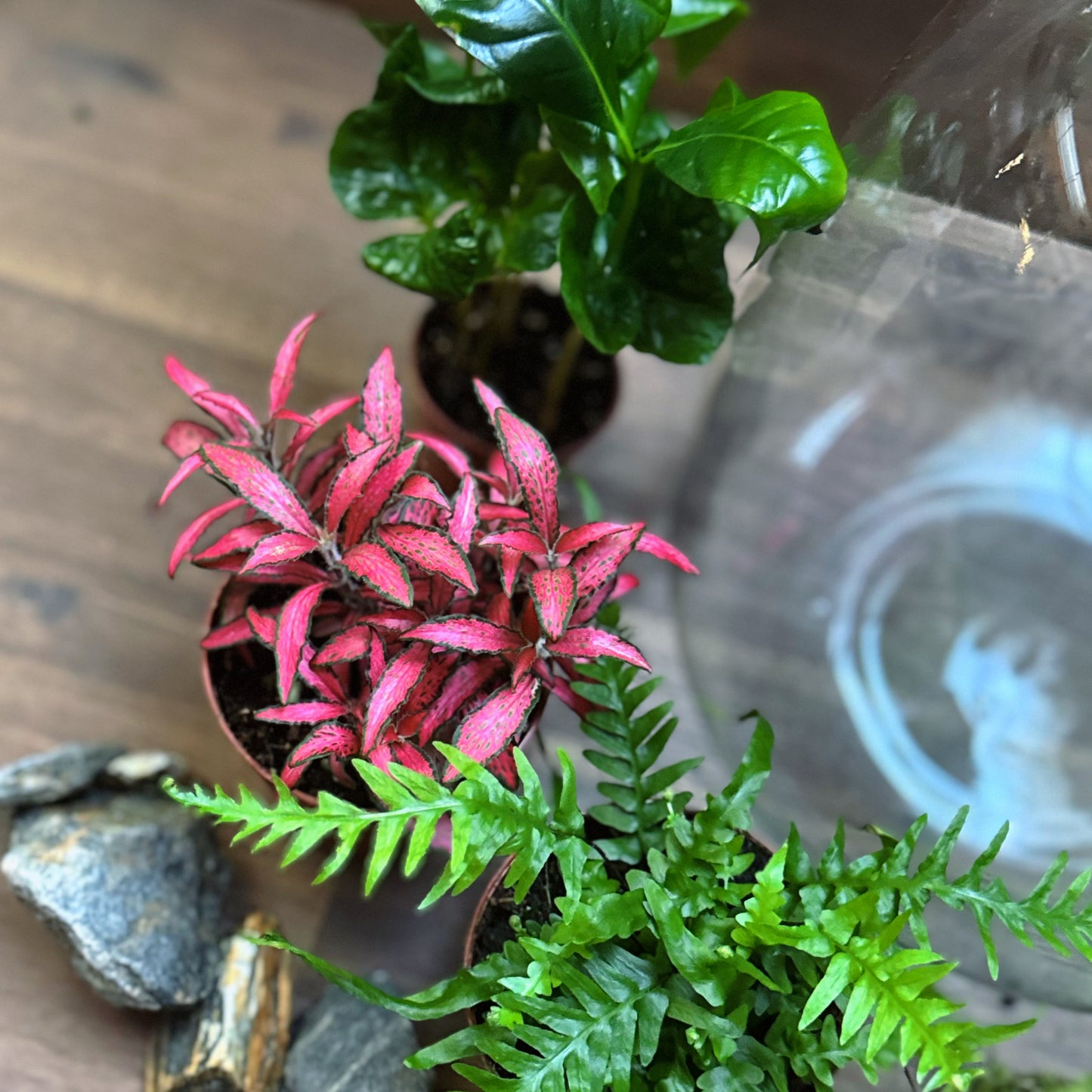 Flaschengarten DIY Set No61 - Asplenium ebenoides x Fittonia 'Forest Flame' x Coffea arabica