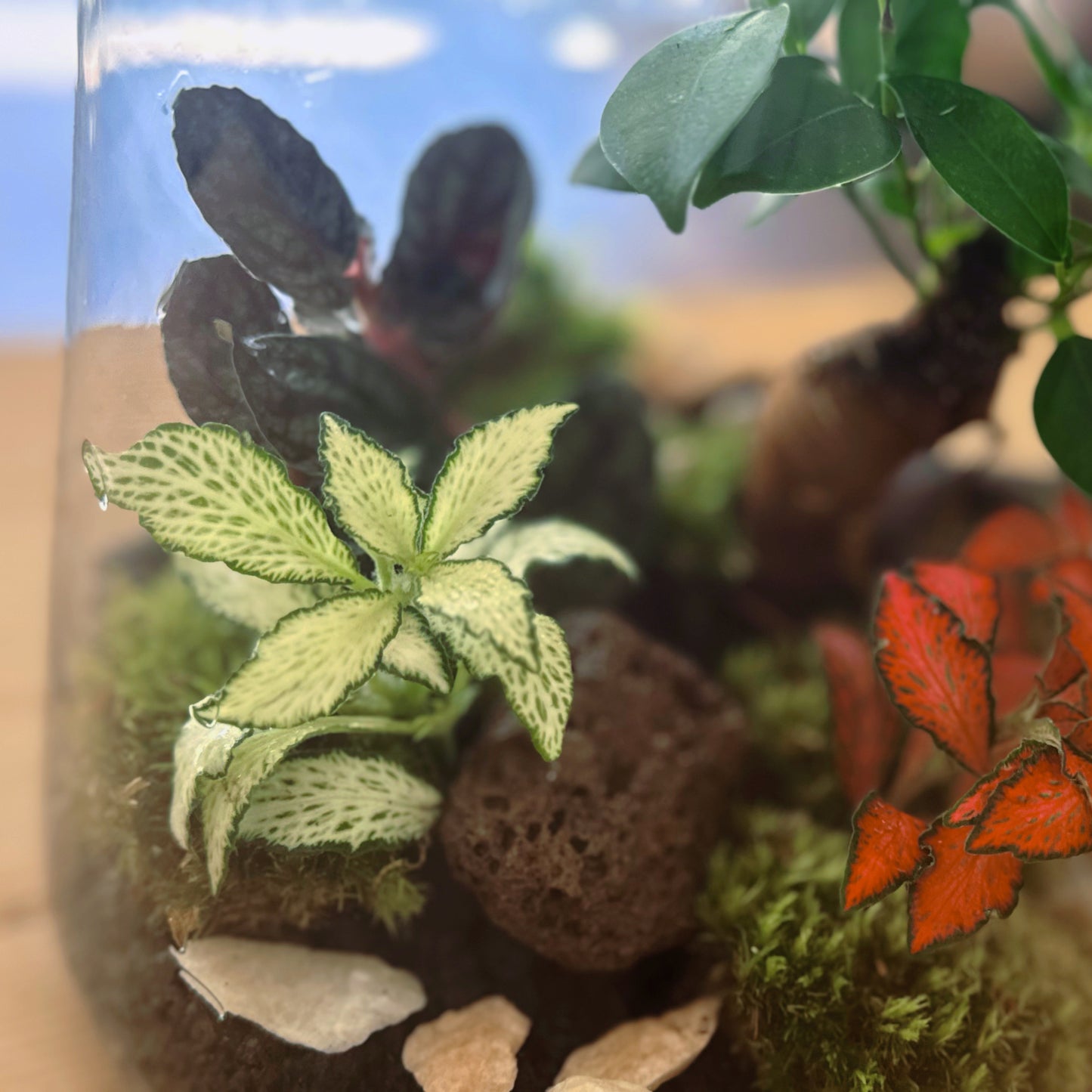 Flaschengarten DIY Set No64 - Ficus microcarpa 'Ginseng' x Fittonia x Pellionia pulchra