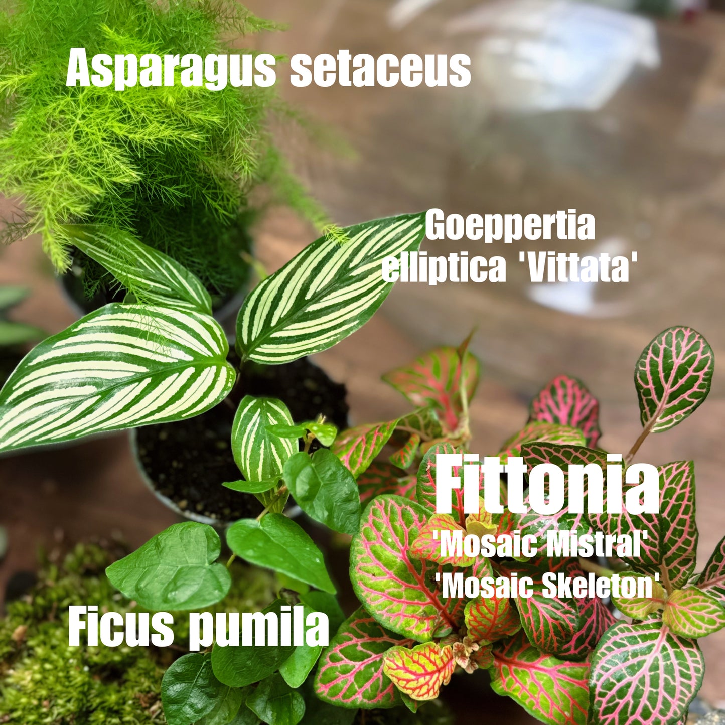 Flaschengarten DIY Set No65 - Asparagus setaceus x Goeppertia elliptica 'Vittata' x Pellionia repens x Ficus pumila x Fittonia