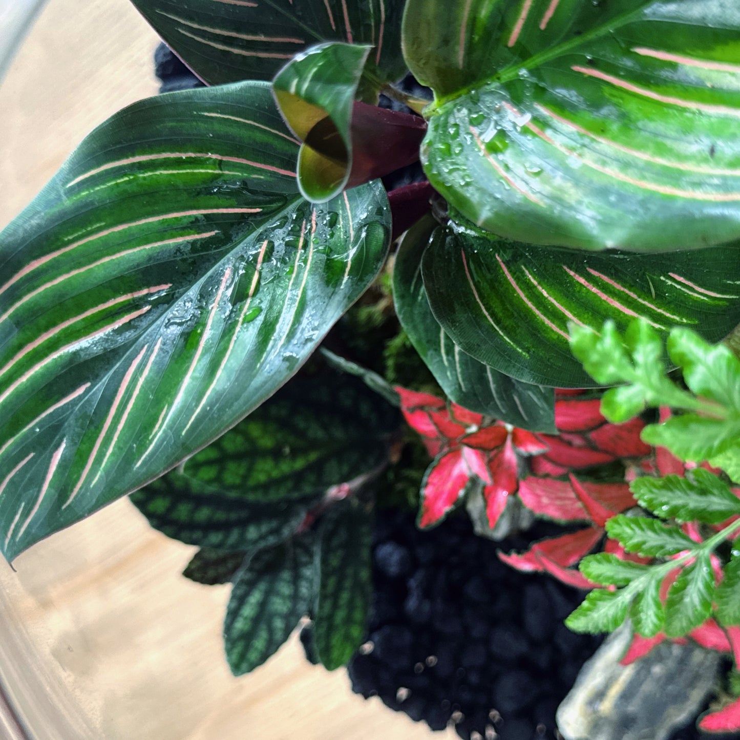 Flaschengarten DIY Set No66 - Pteris ensiformis x Calathea 'Meili' x Pellionia pulchra x Fittonia 'Forest Flame'