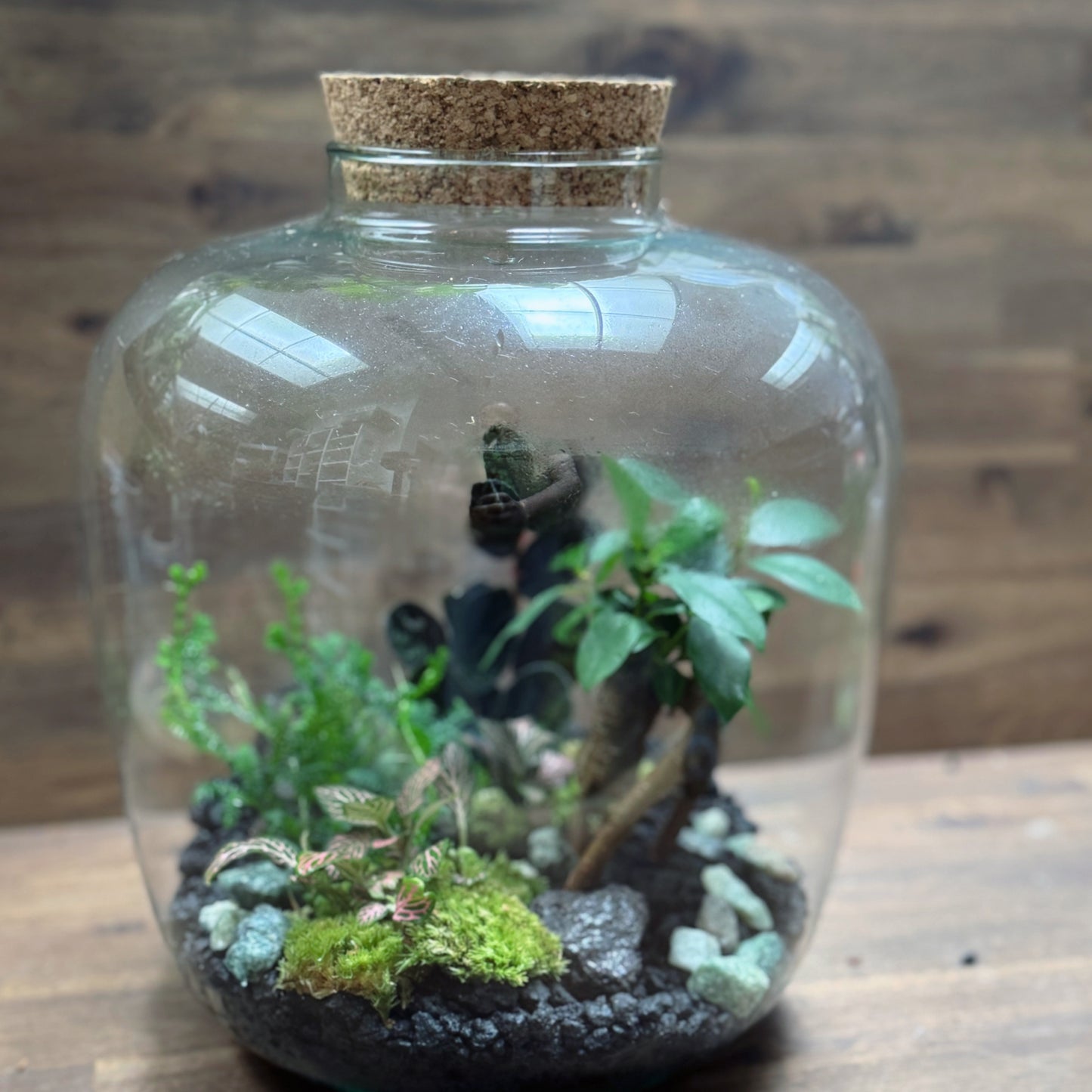 Flaschengarten DIY Set No70 - Ficus microcarpa 'Ginseng' x Fittona 'Mosaic Mistral' x Selaginella uncinata x Pellionia pulchra