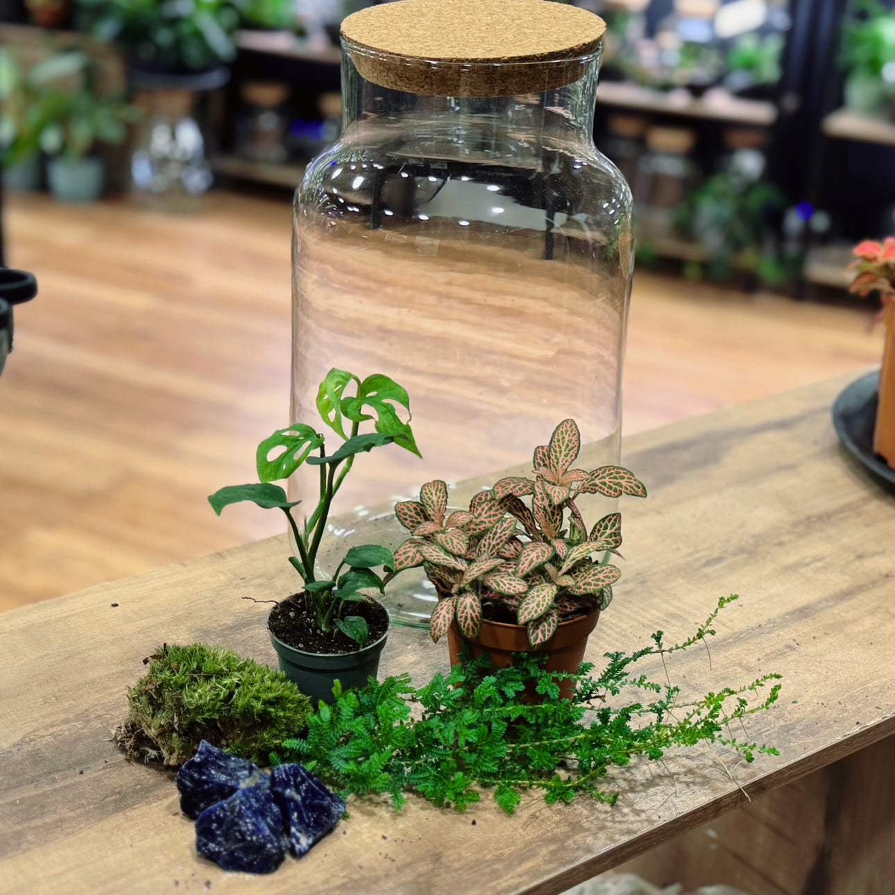 monstera adansonii terrarium Flaschengarten DIY Set No72