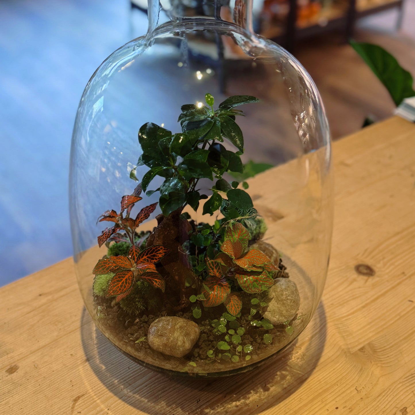 Flaschengarten DIY Set No75 Ficus microcarpa 'Ginseng' x muehlenbeckia complexa x Fittonia