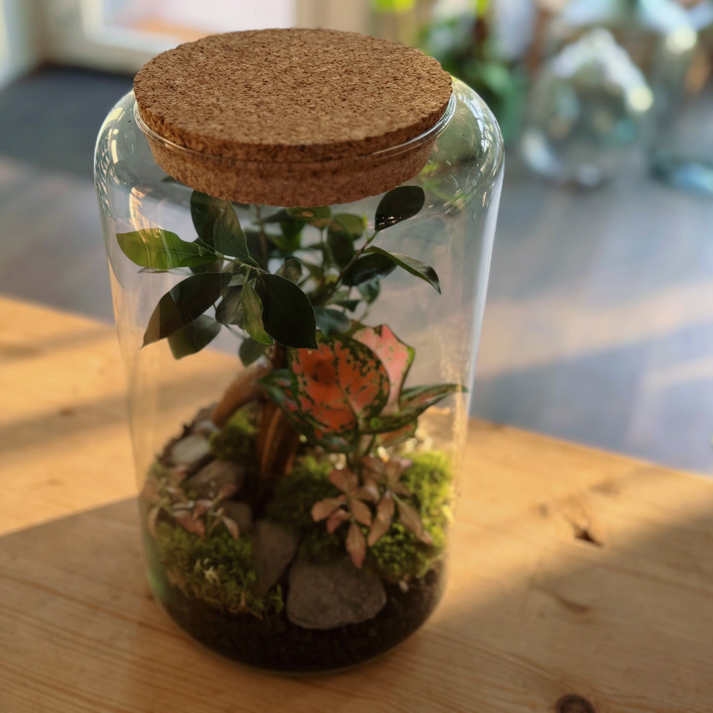 Flaschengarten DIY Set No79 - Ficus microcarpa 'Ginseng' x Aglaonema 'Red Valentine' x Fittonia 'Zalm Forest Flame'