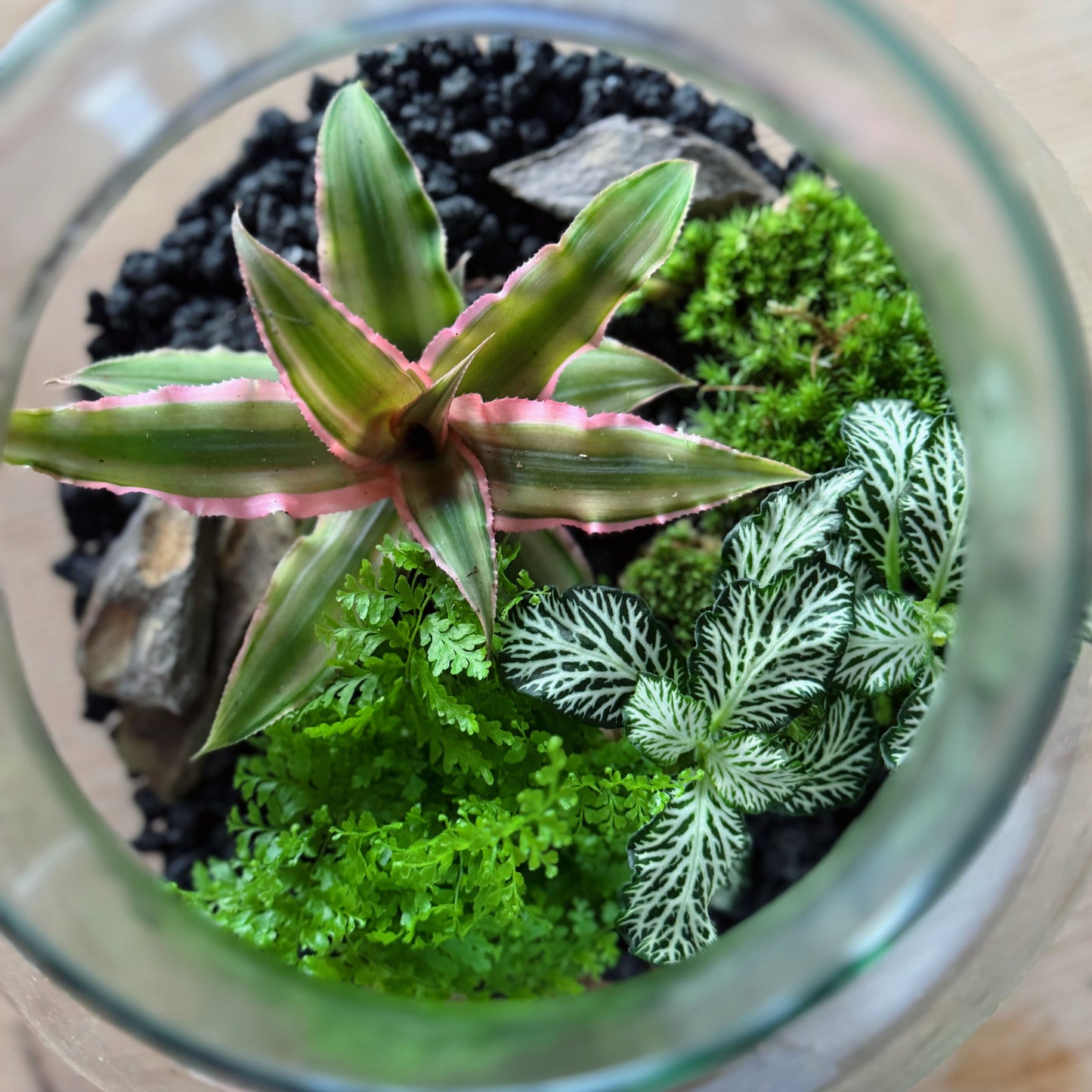 Flaschengarten DIY Set No84 Cryptanthus bivittatus 'Pink Starlite' x Nephrolepis exaltata x FIttonia 'White Tiger'