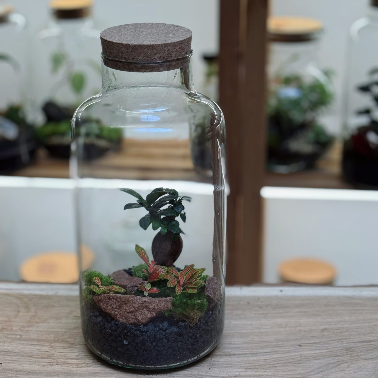 Flaschengarten DIY Set No87 Ficus microcarpa 'Ginseng' x Fittonia 'Mosaic Skeleton'