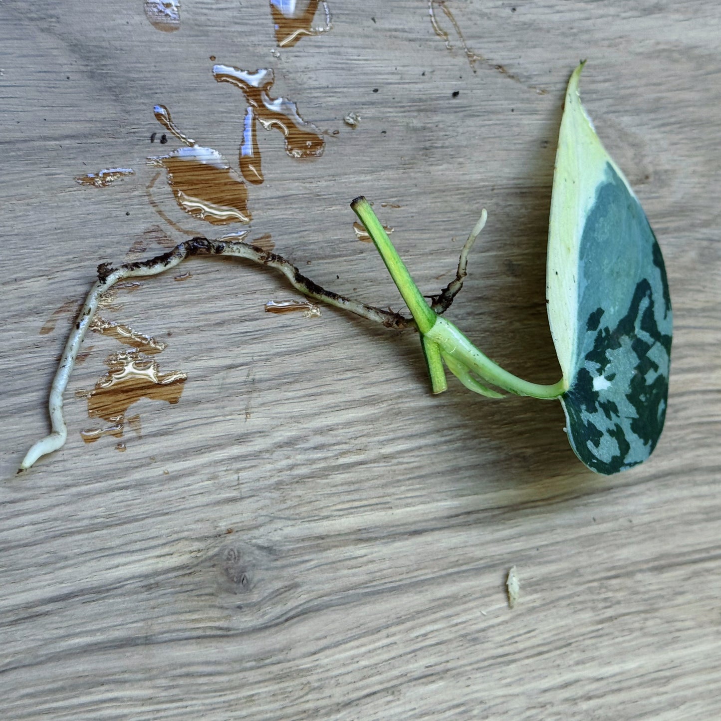 Flaschengarten DIY Set No89 Rarität - Scindapsus 'Mayari Variegata' x Chamaedorea elegans