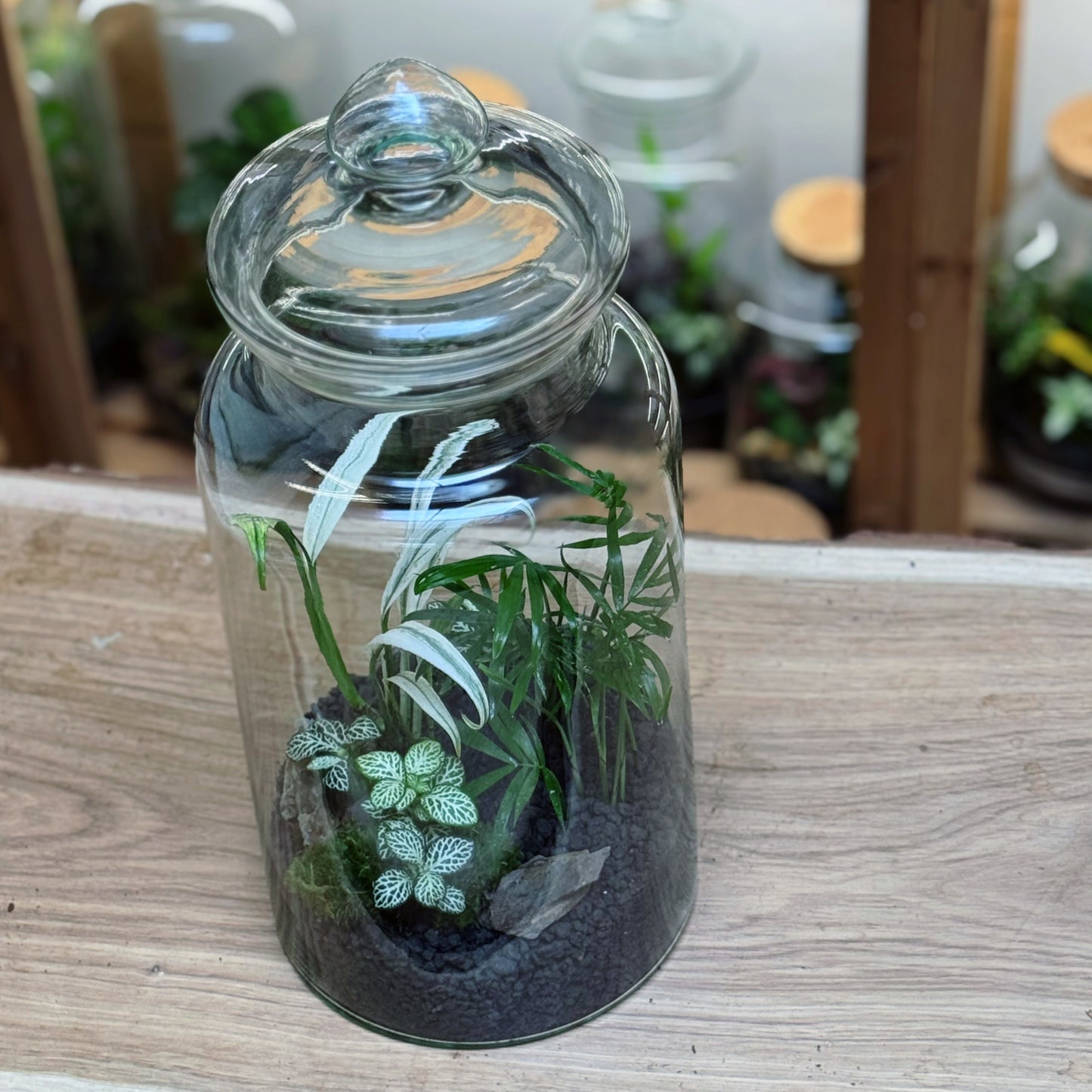 Flaschengarten DIY Set No90 Rarität - Epipremnum amplissimum 'Albo Variegata' x Chamaedorea elegans x Fittonia 'Bianco Verde'