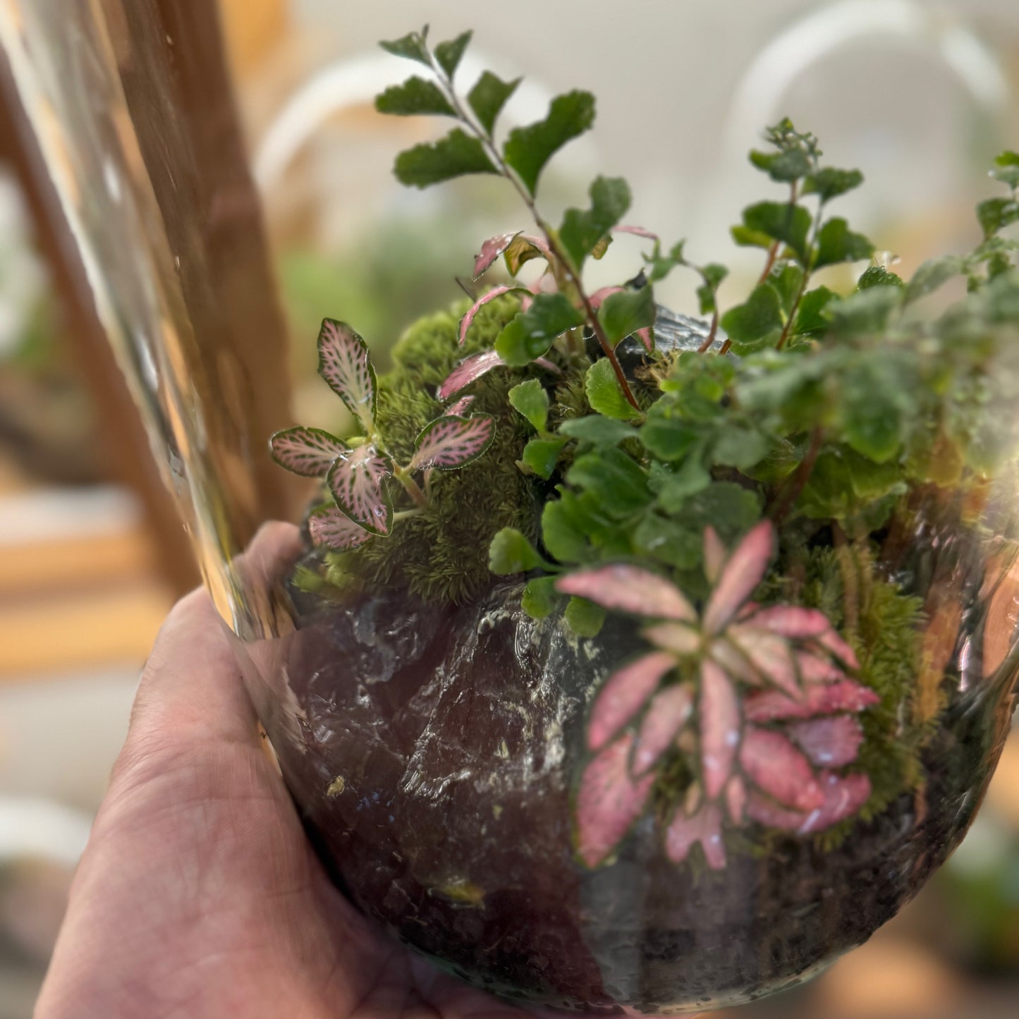 Flaschengarten DIY Set No93 - Didymochlaena truncatula x Fittonia 'Zalm Forest Flame'