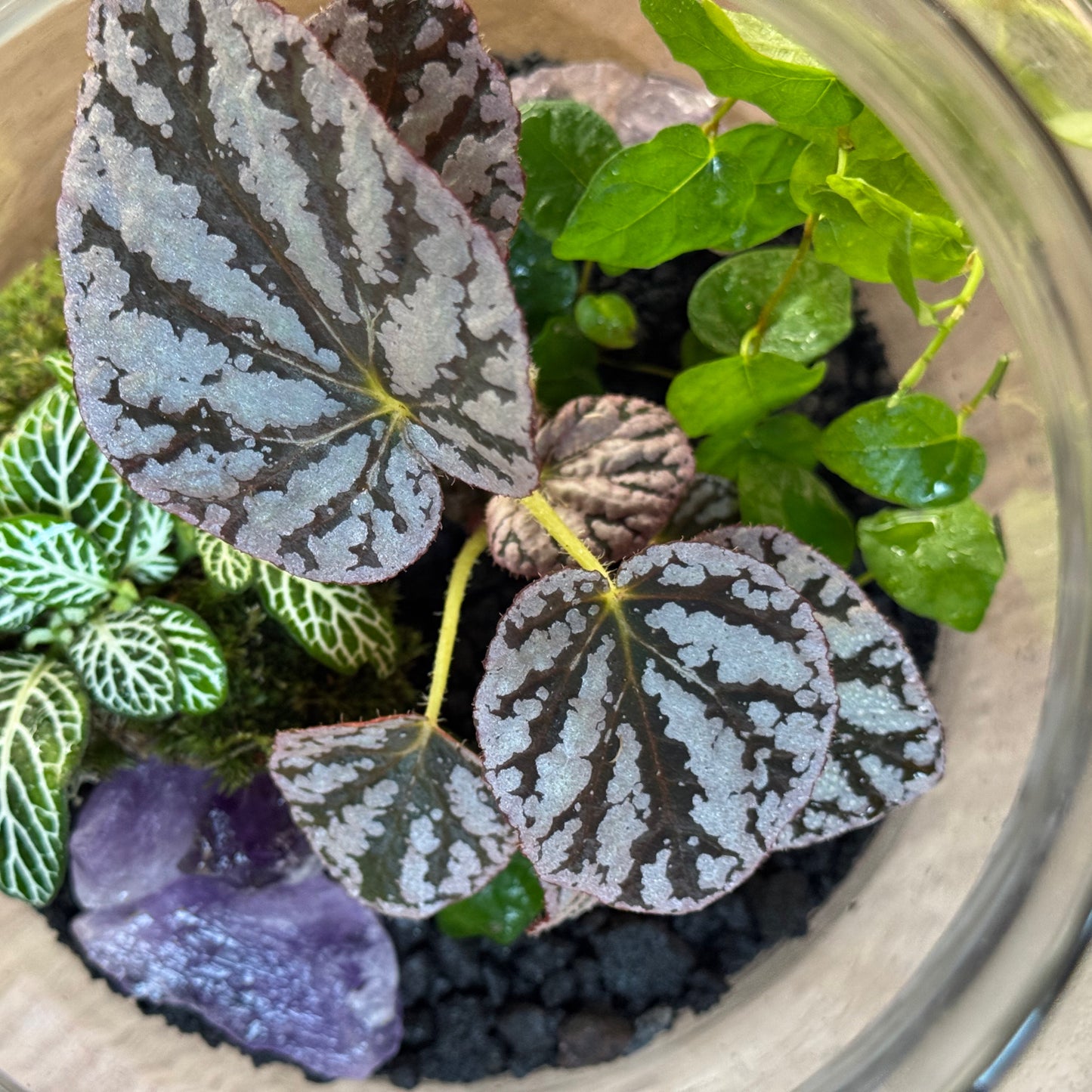 Flaschengarten DIY Set No94 - Begonia 'Spirit of Bali' x Ficus pumila 'Arina' x Fittonia 'Bianco Verde'