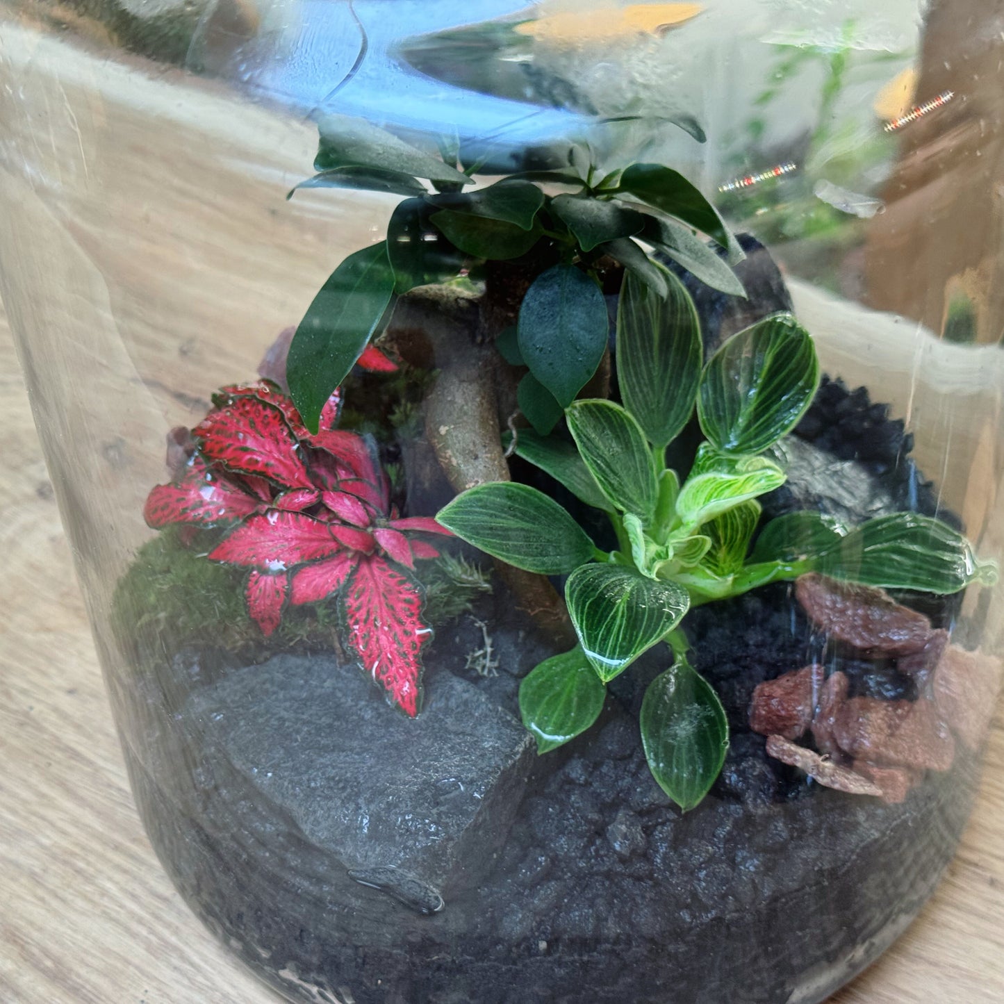 Flaschengarten DIY Set No95 - Ficus microcarpa 'Ginseng' x Philodendron sp. 'Birkin' x Fittonia 'Forest Flame'