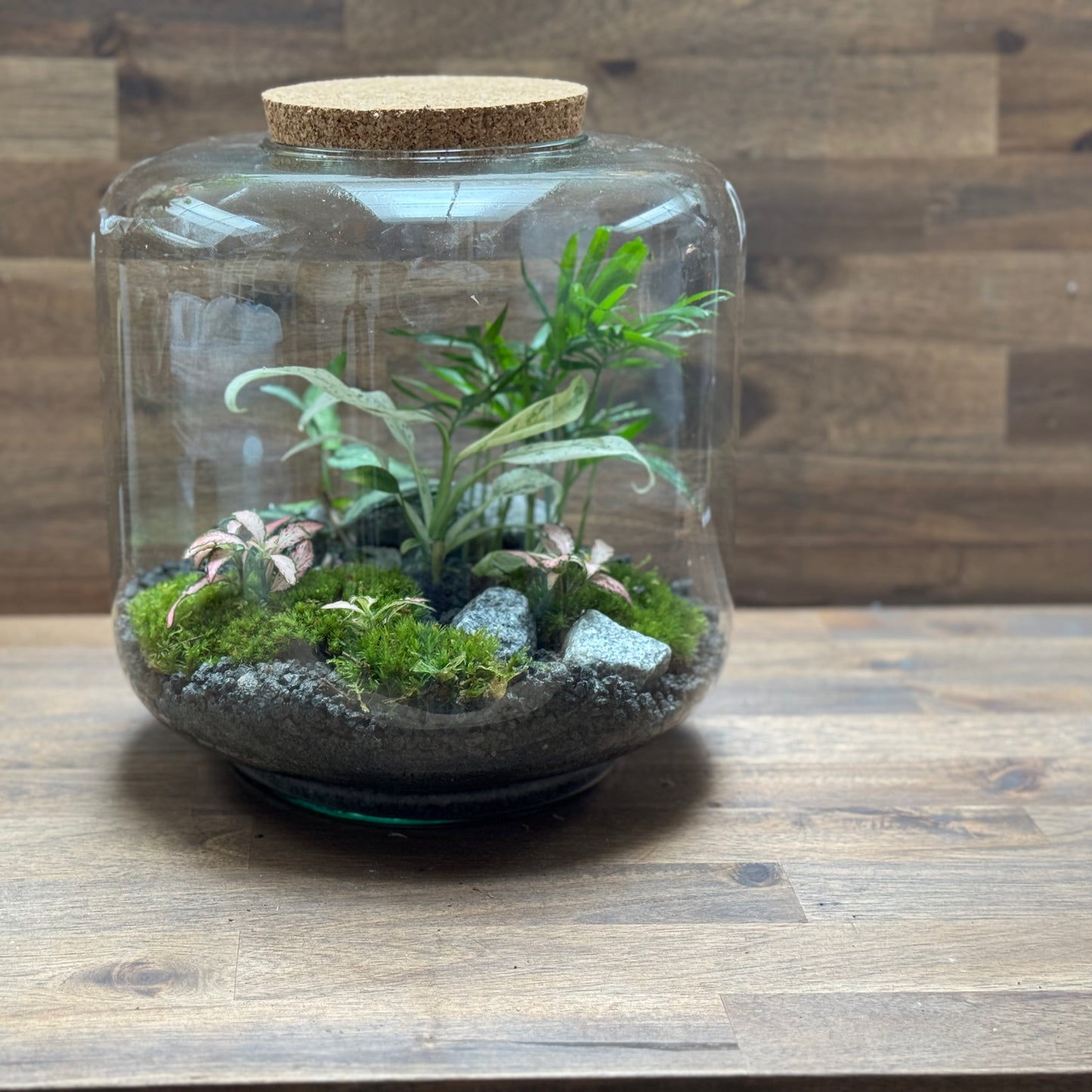 Flaschengarten DIY Set No99 - Rhaphidophora puberula 'Variegata' x Chamaedorea elegans x Pellionia repens x Fittonia 'Zam Forest Flame'