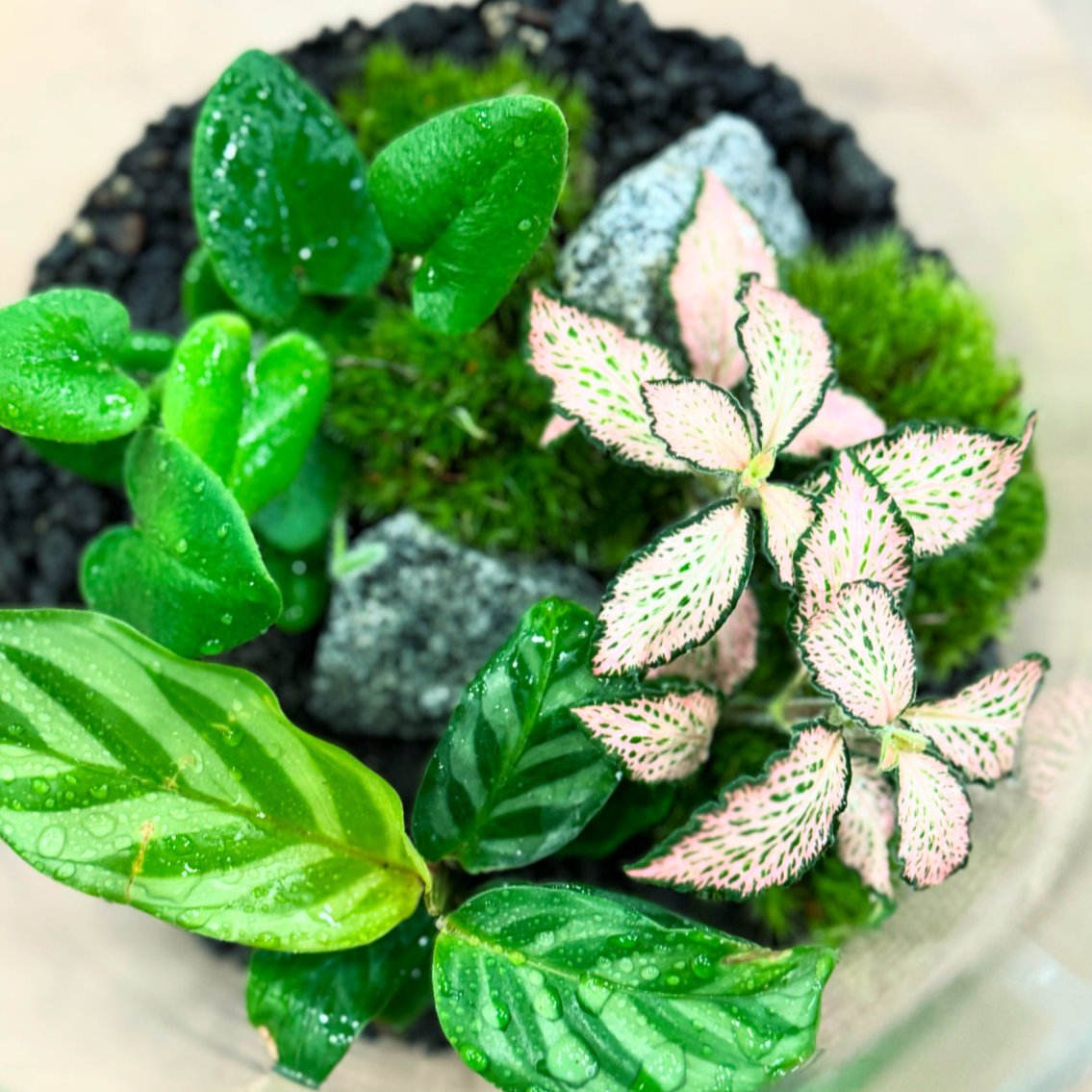 Flaschengarten DIY Set No33 - Calathea 'Freddy' x Fittonia 'Pink Forest Flame' x Hemionitis arifolia
