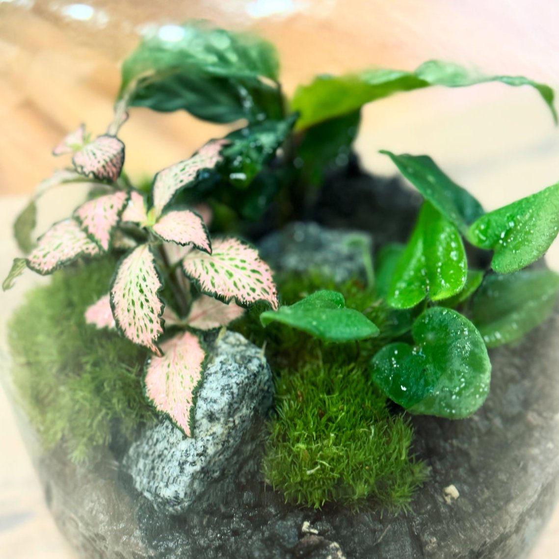 Flaschengarten DIY Set No33 - Calathea 'Freddy' x Fittonia 'Pink Forest Flame' x Hemionitis arifolia