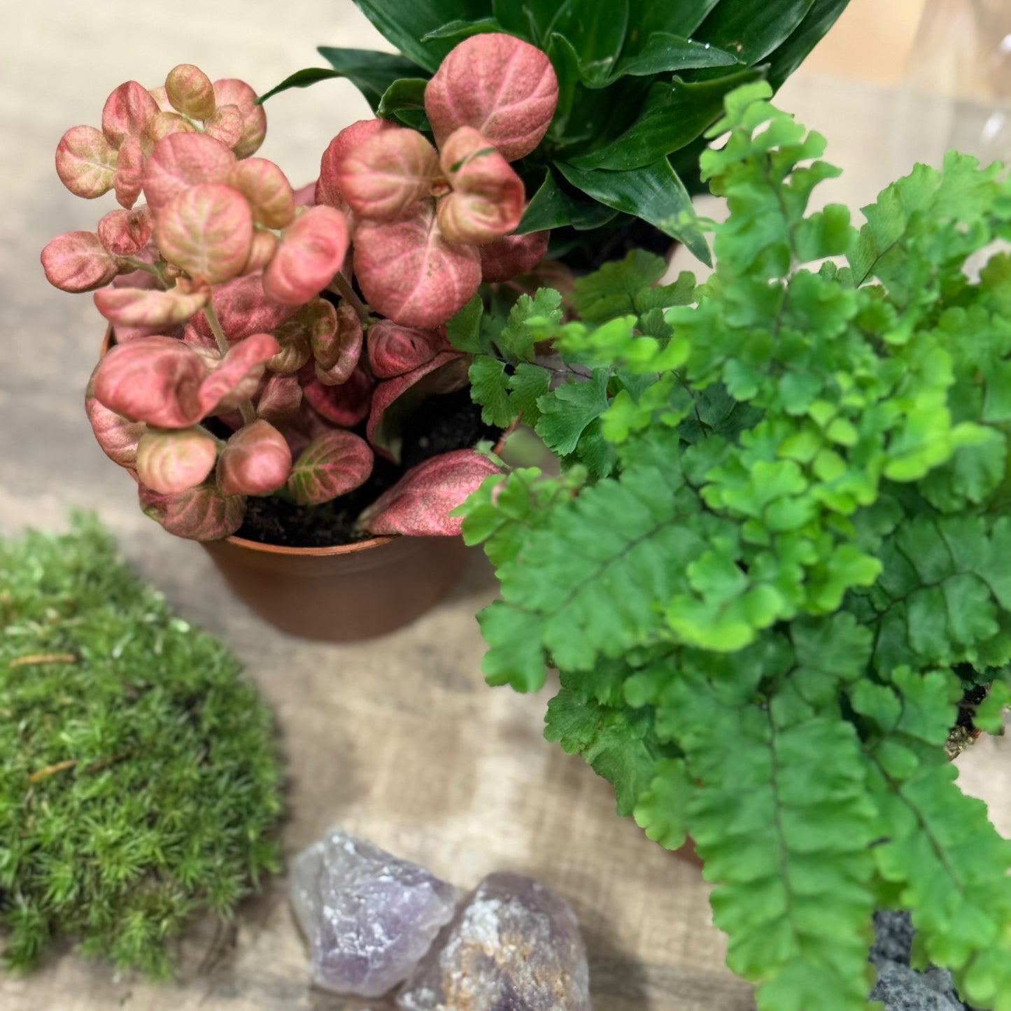 Flaschengarten DIY Set No52 Dracaena 'Pequena' x Fittonia 'Pink Special' x Adiantum hispidulum