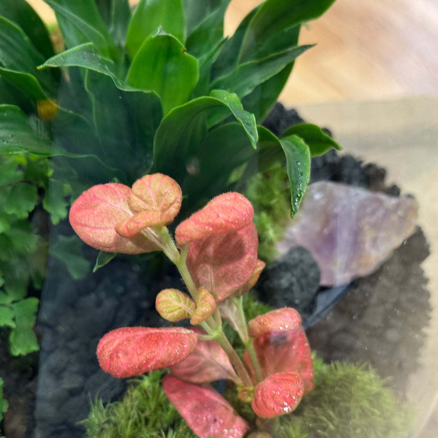 Flaschengarten DIY Set No52 Dracaena 'Pequena' x Fittonia 'Pink Special' x Adiantum hispidulum