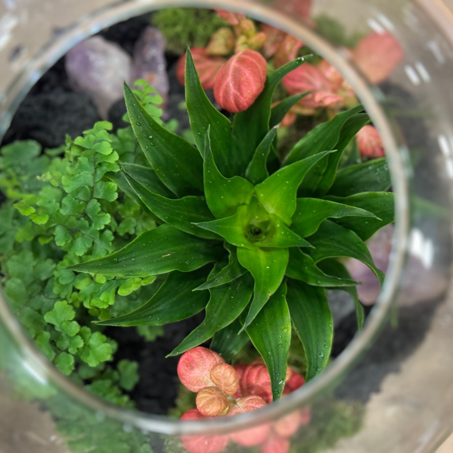 Flaschengarten DIY Set No52 Dracaena 'Pequena' x Fittonia 'Pink Special' x Adiantum hispidulum