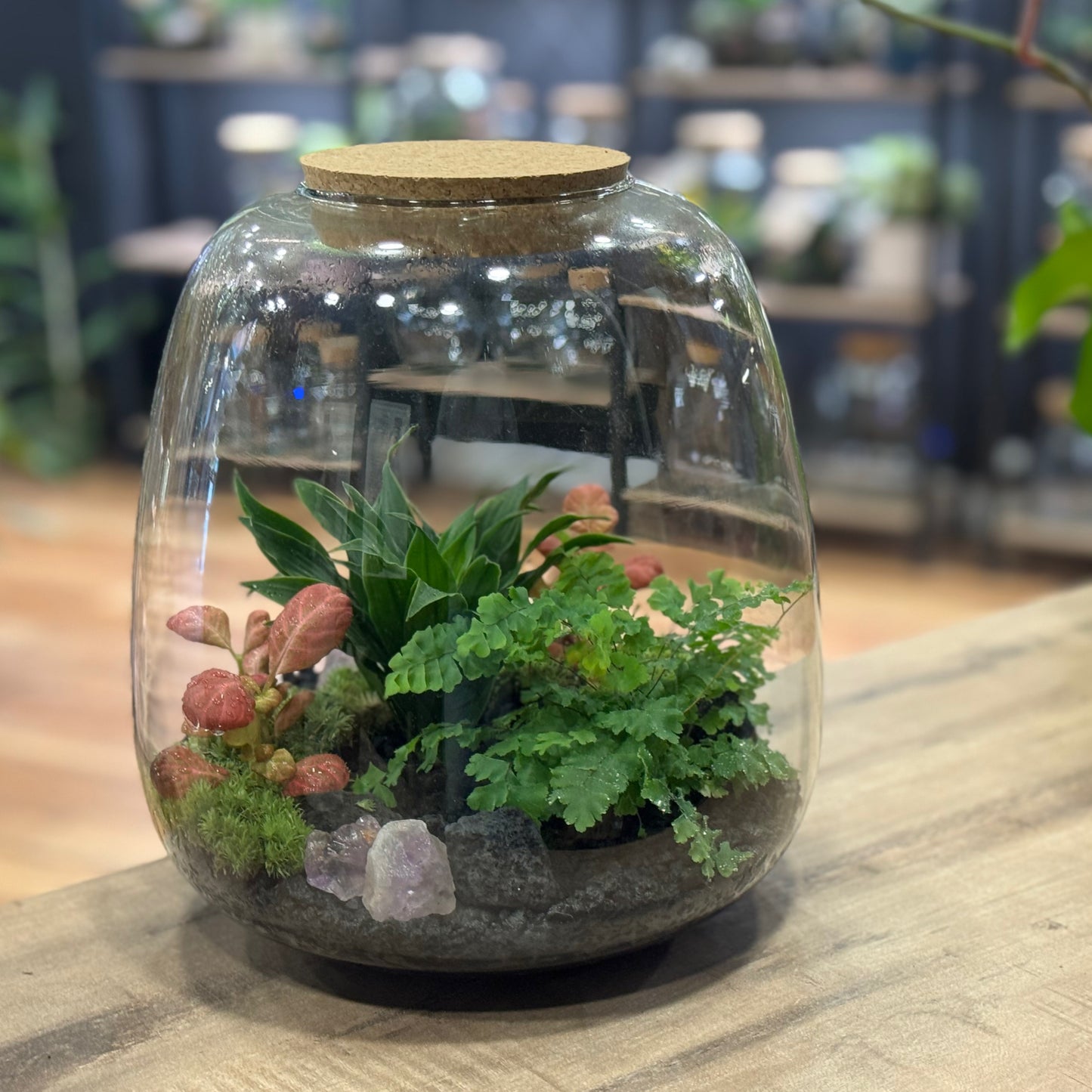 Flaschengarten DIY Set No52 Dracaena 'Pequena' x Fittonia 'Pink Special' x Adiantum hispidulum