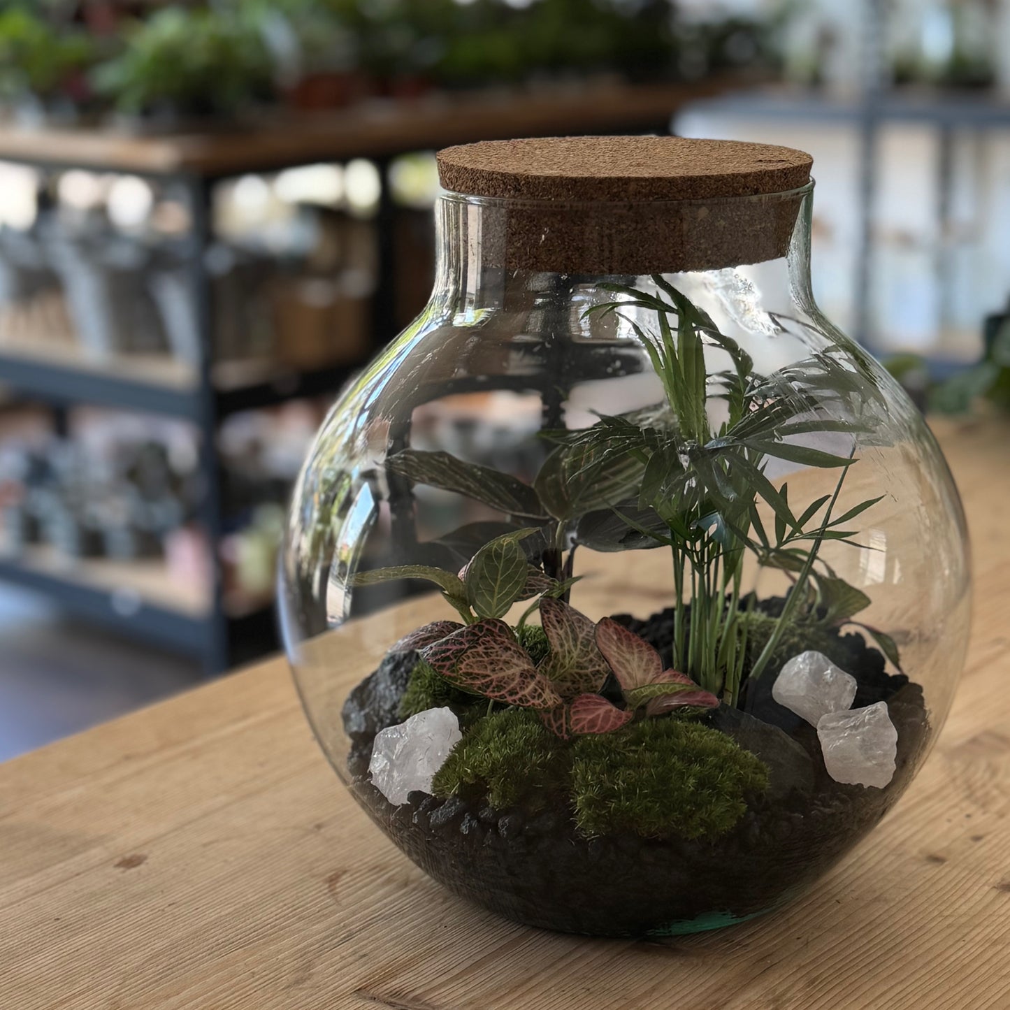 Flaschengarten DIY Set No47 - Chamaedorea elegans x FIttonia 'Pink Anna' x Calathea 'Meili'