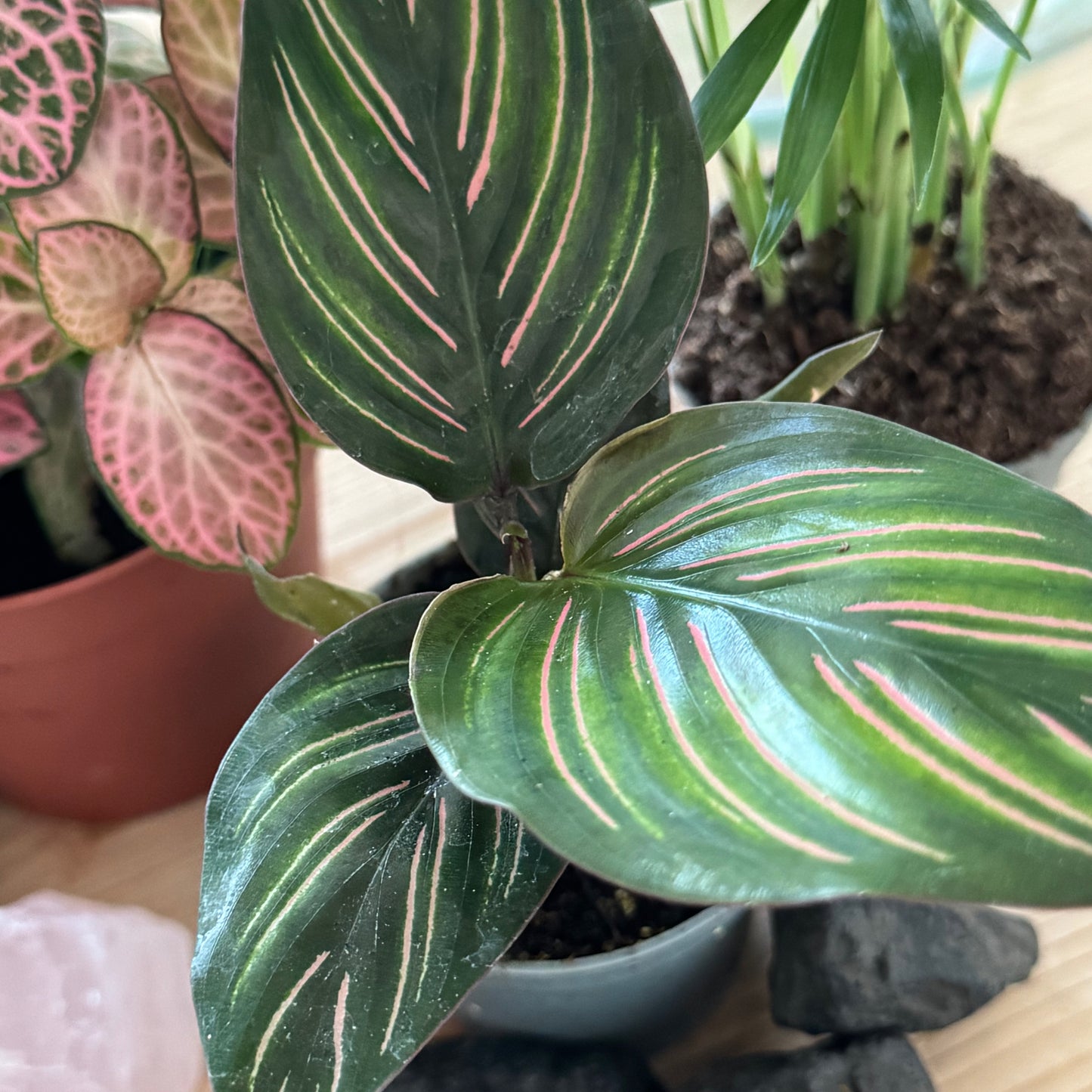 Flaschengarten DIY Set No47 - Chamaedorea elegans x FIttonia 'Pink Anna' x Calathea 'Meili'