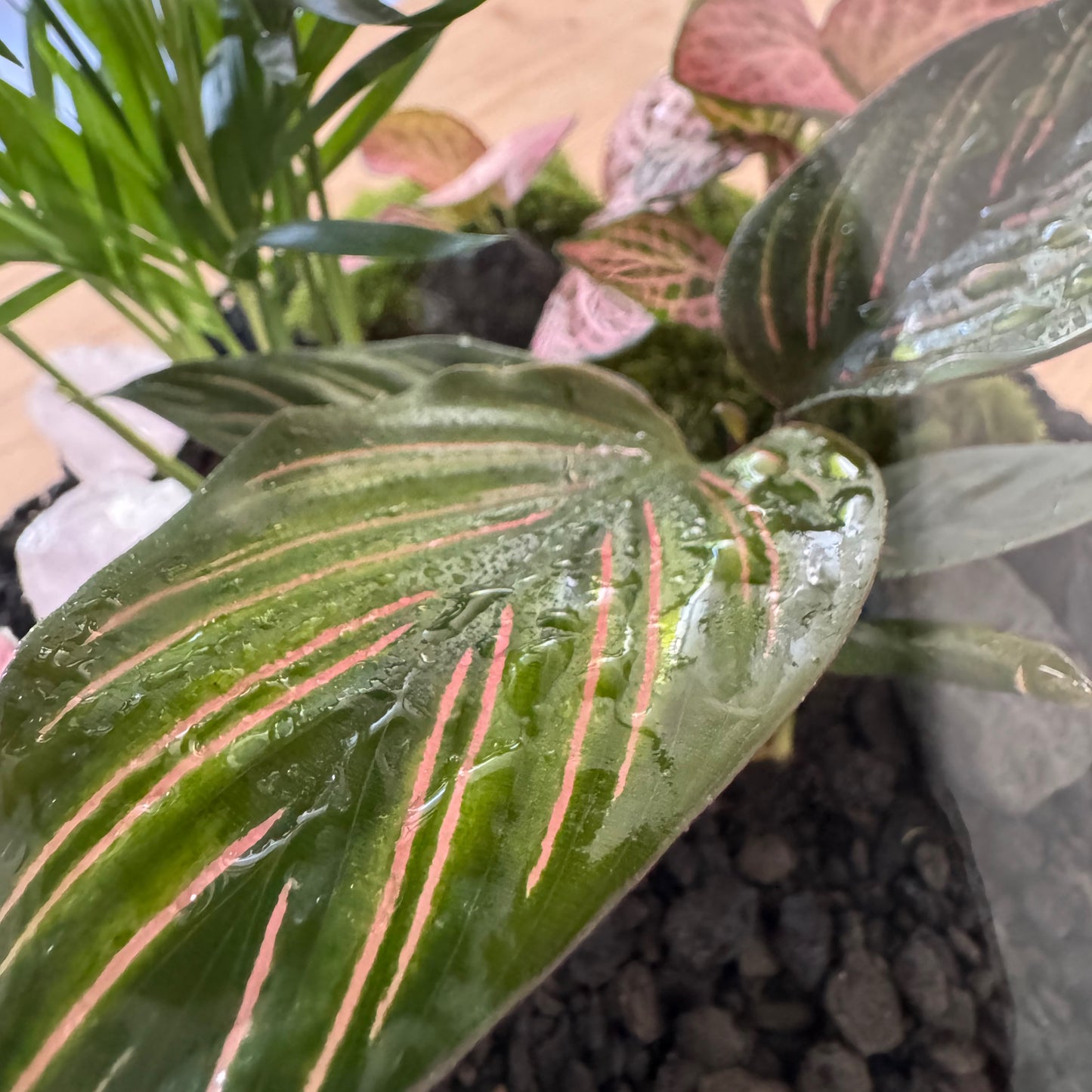 Flaschengarten DIY Set No47 - Chamaedorea elegans x FIttonia 'Pink Anna' x Calathea 'Meili'