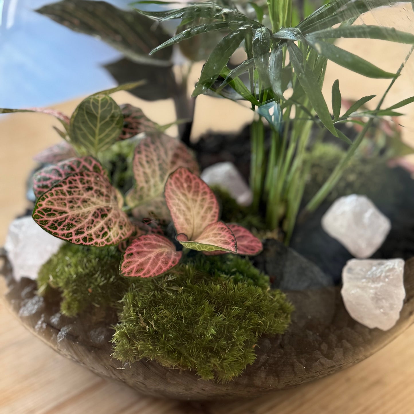 Flaschengarten DIY Set No47 - Chamaedorea elegans x FIttonia 'Pink Anna' x Calathea 'Meili'