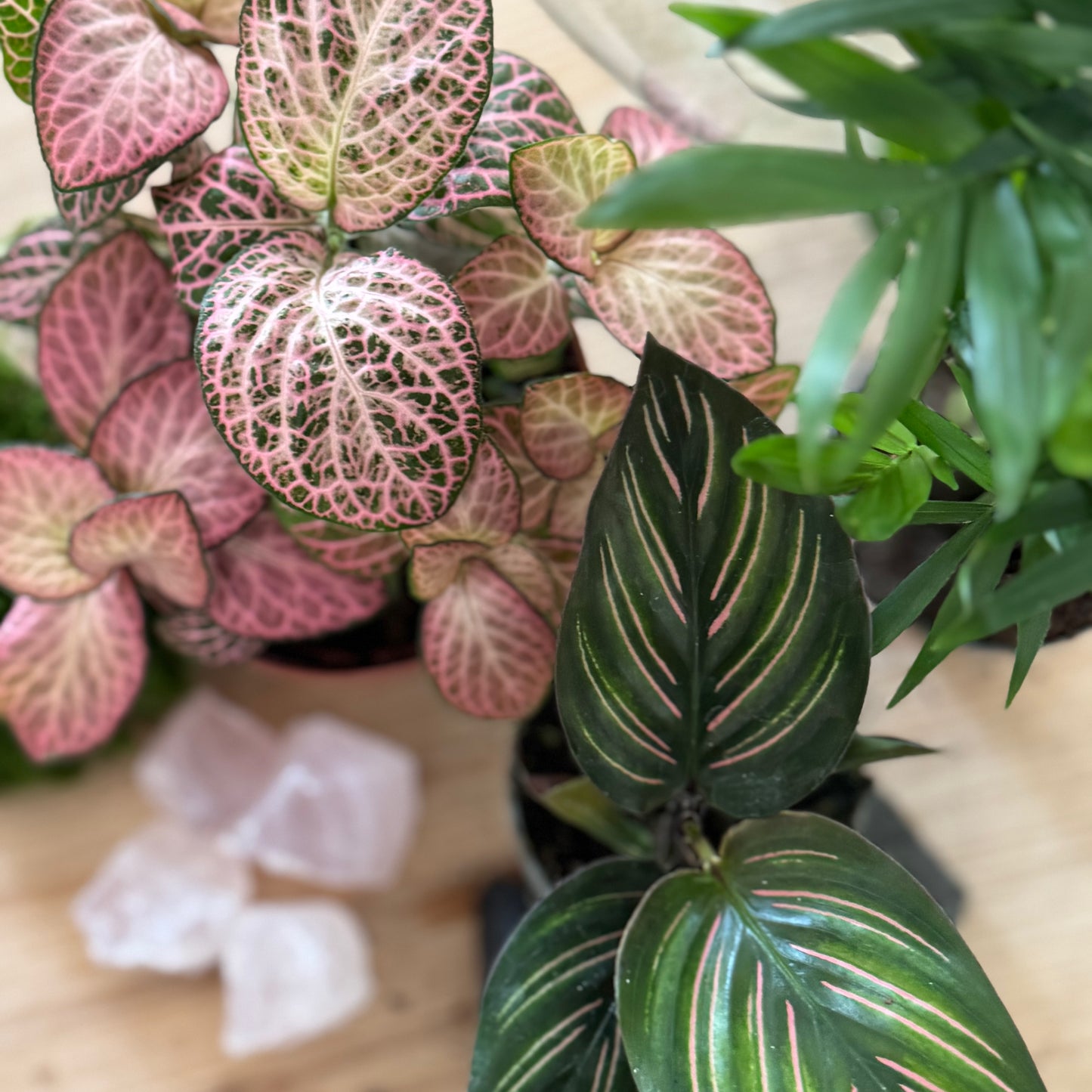 Flaschengarten DIY Set No47 - Chamaedorea elegans x FIttonia 'Pink Anna' x Calathea 'Meili'
