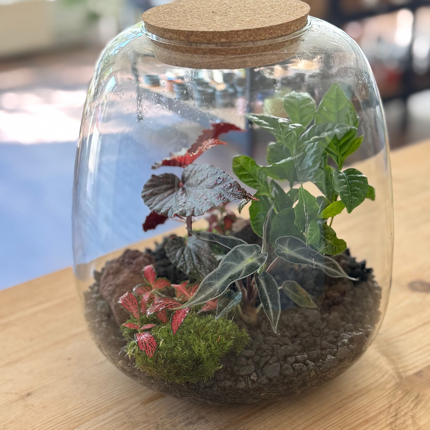 Flaschengarten DIY Set No46 - Coffea arabica x Begonia maculata x Fittonia 'Foret Flame' x Alocasia 'Drawf Amazonica'