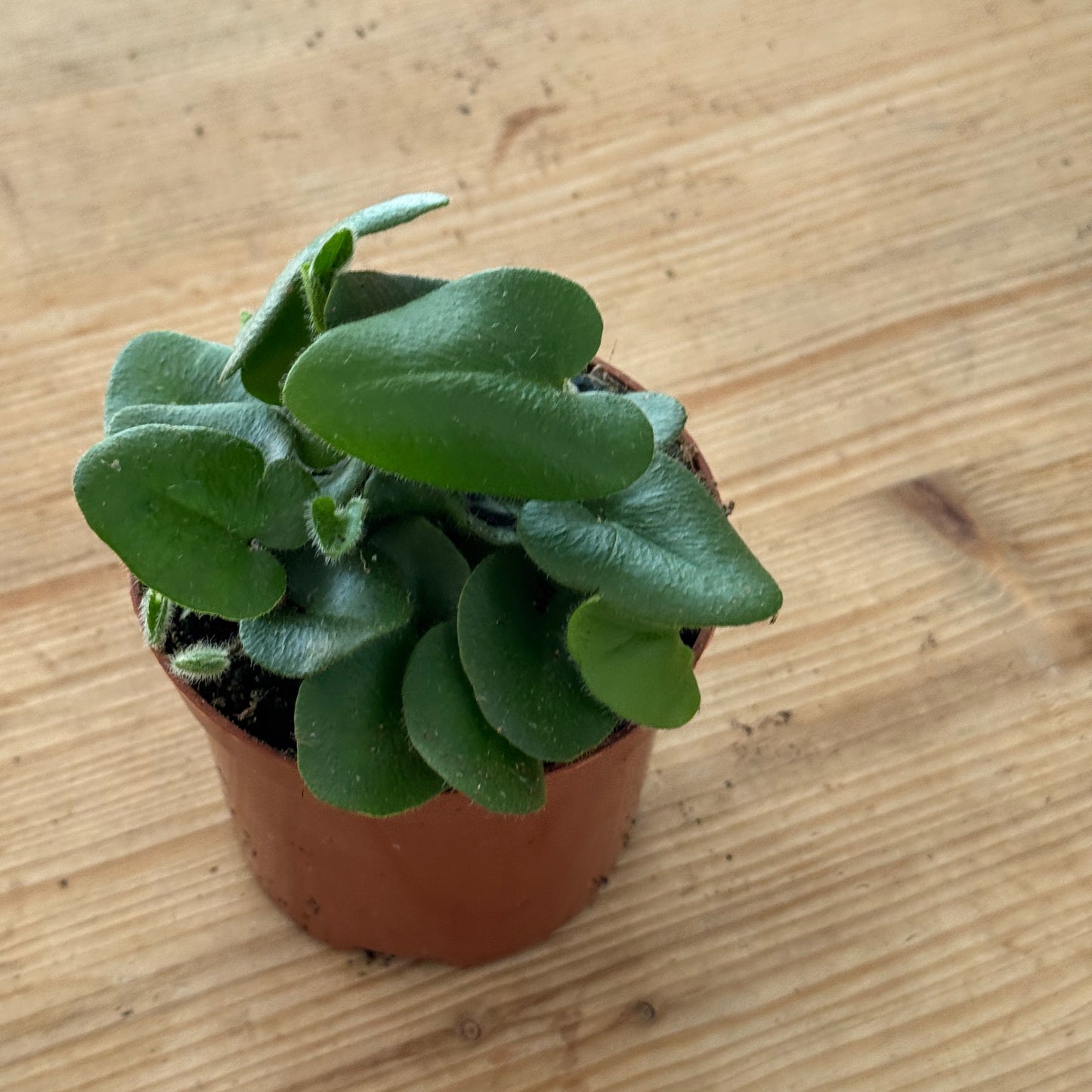 Hemionitis arifolia | Herzfarn