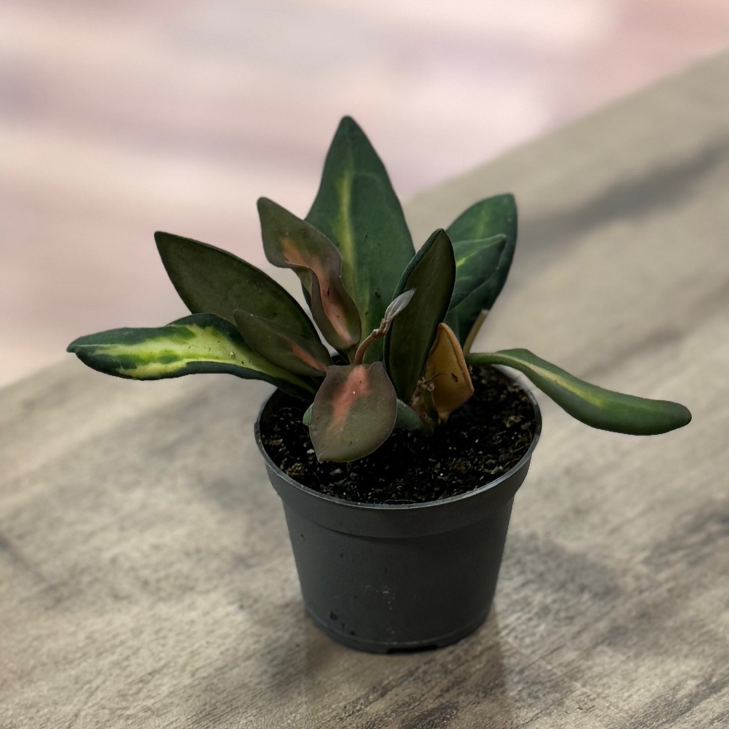 Hoya burtoniae  ‚Variegata‘, Wachsblume (Babypflanze)